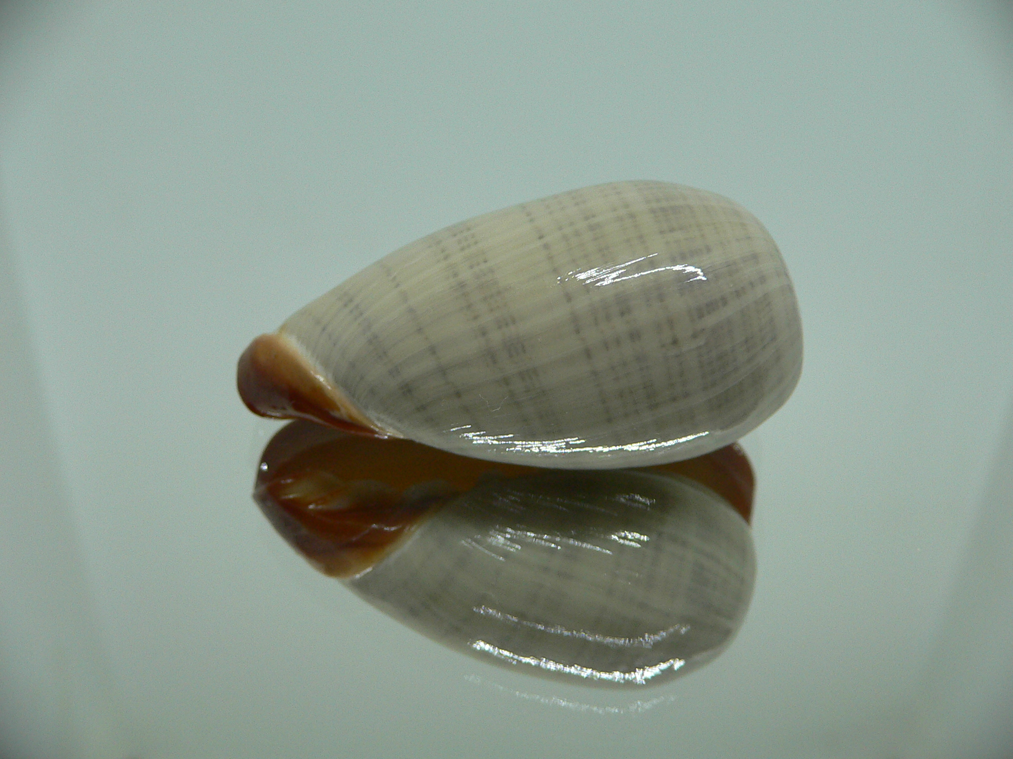 Cryptospira elegans BEAUTIFUL