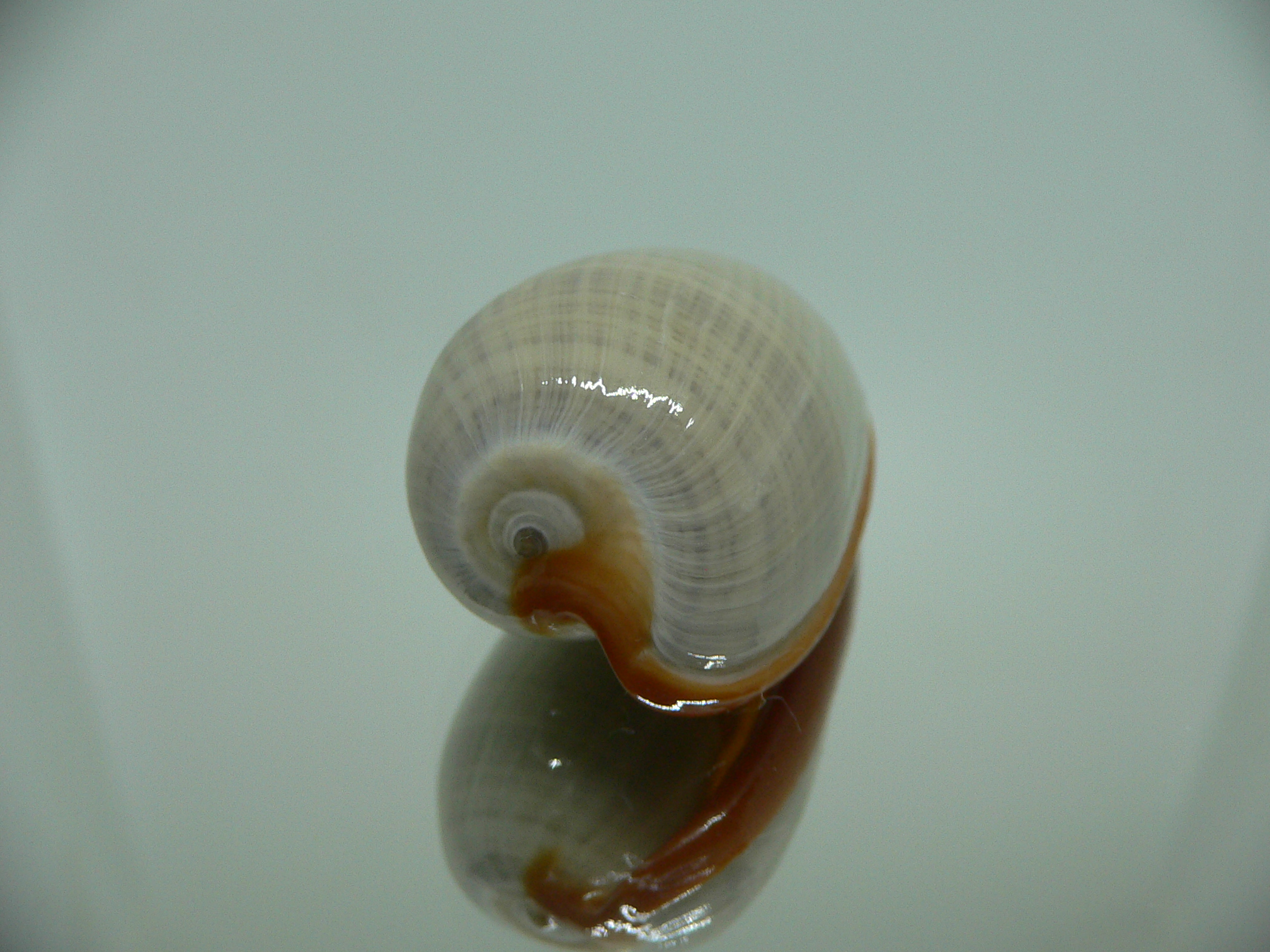 Cryptospira elegans BEAUTIFUL