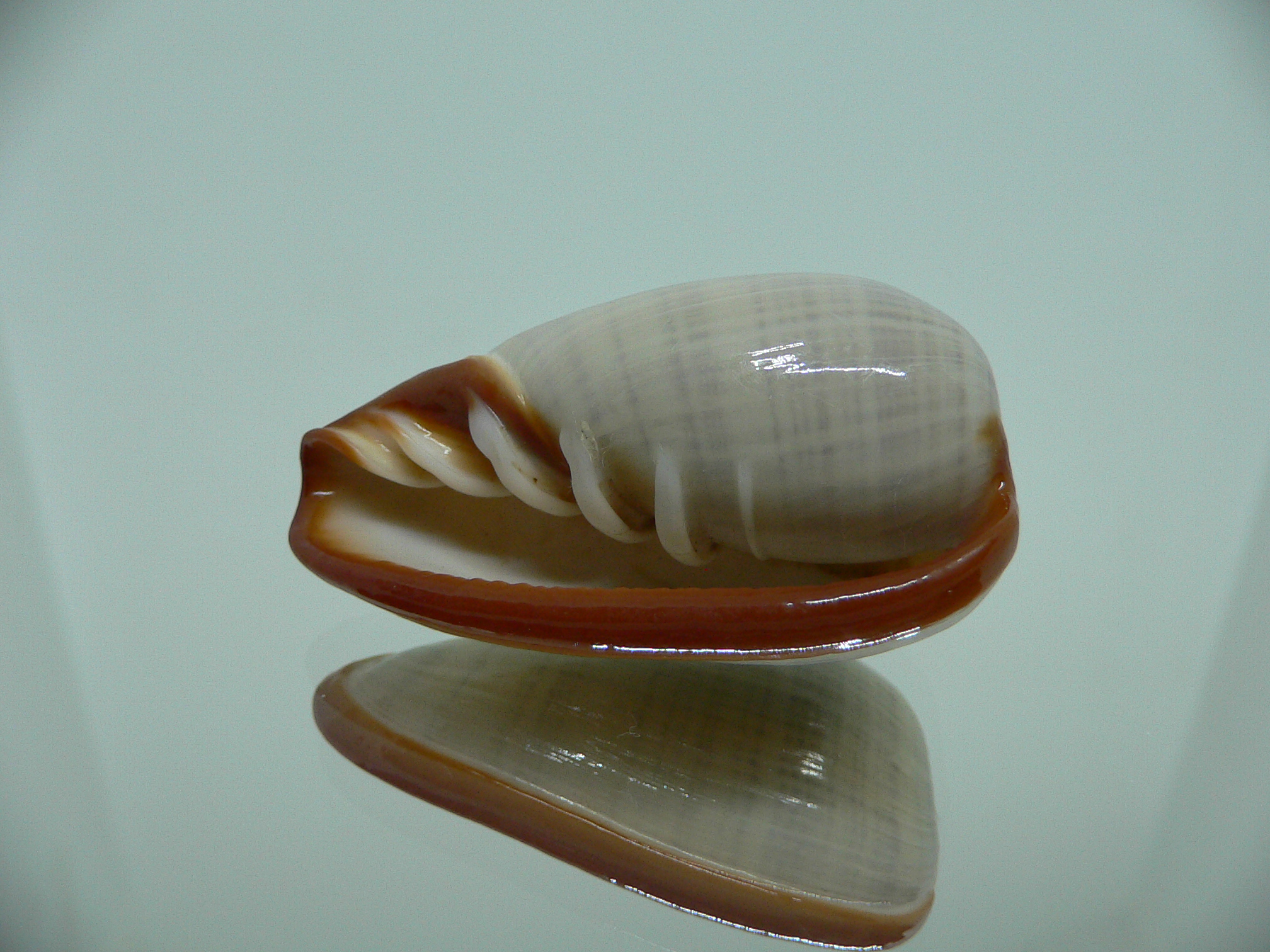 Cryptospira elegans BEAUTIFUL