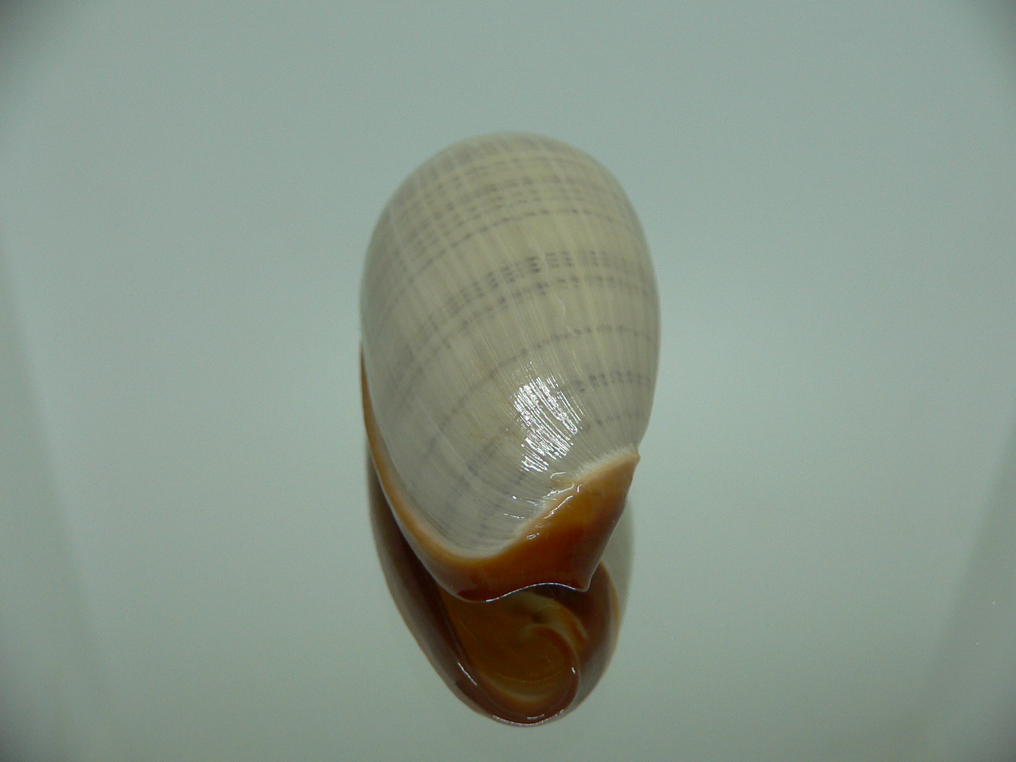 Cryptospira elegans BEAUTIFUL