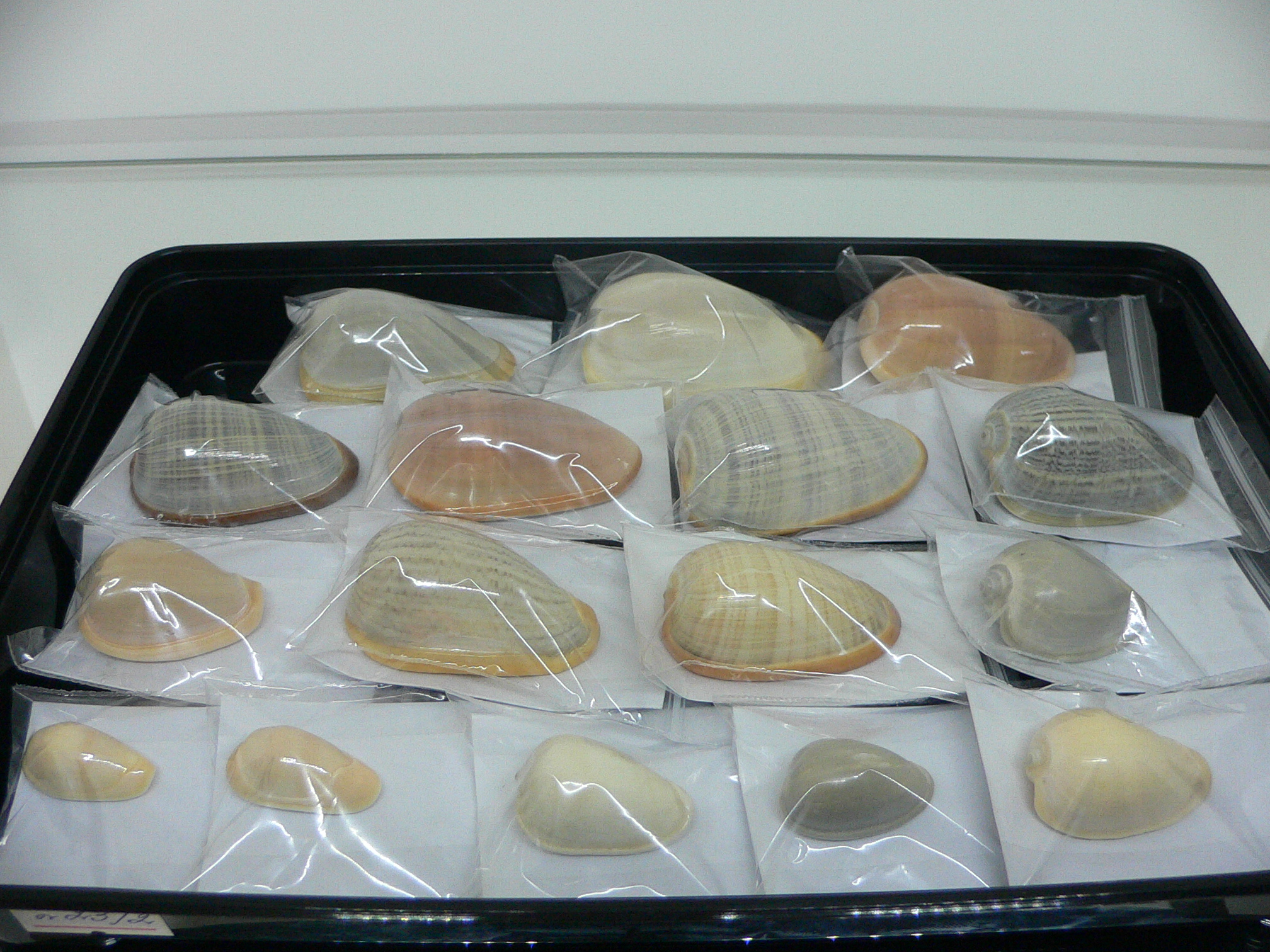 Cryptospira elegans BEAUTIFUL