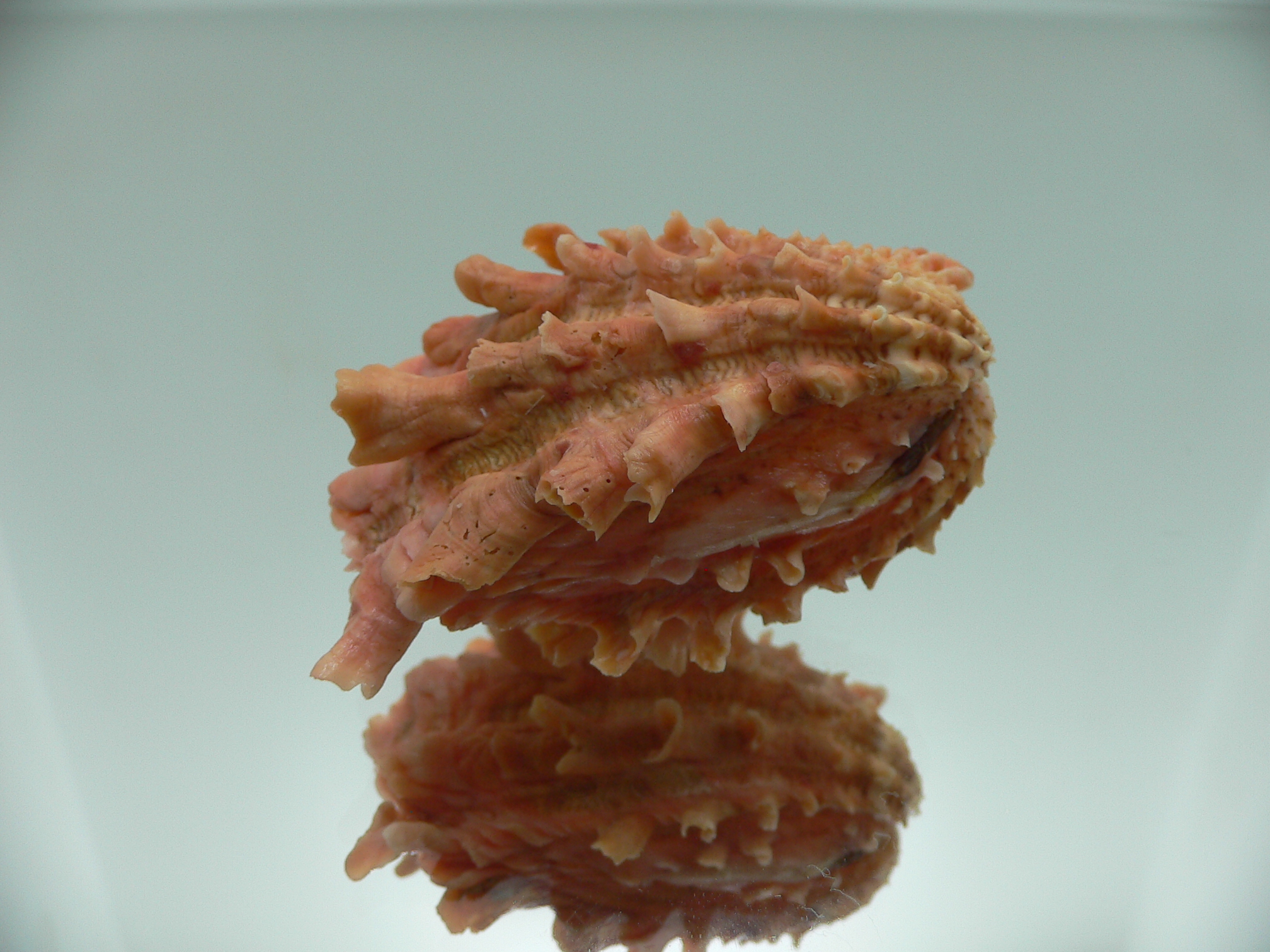 Cardita crassicosta ORANGE