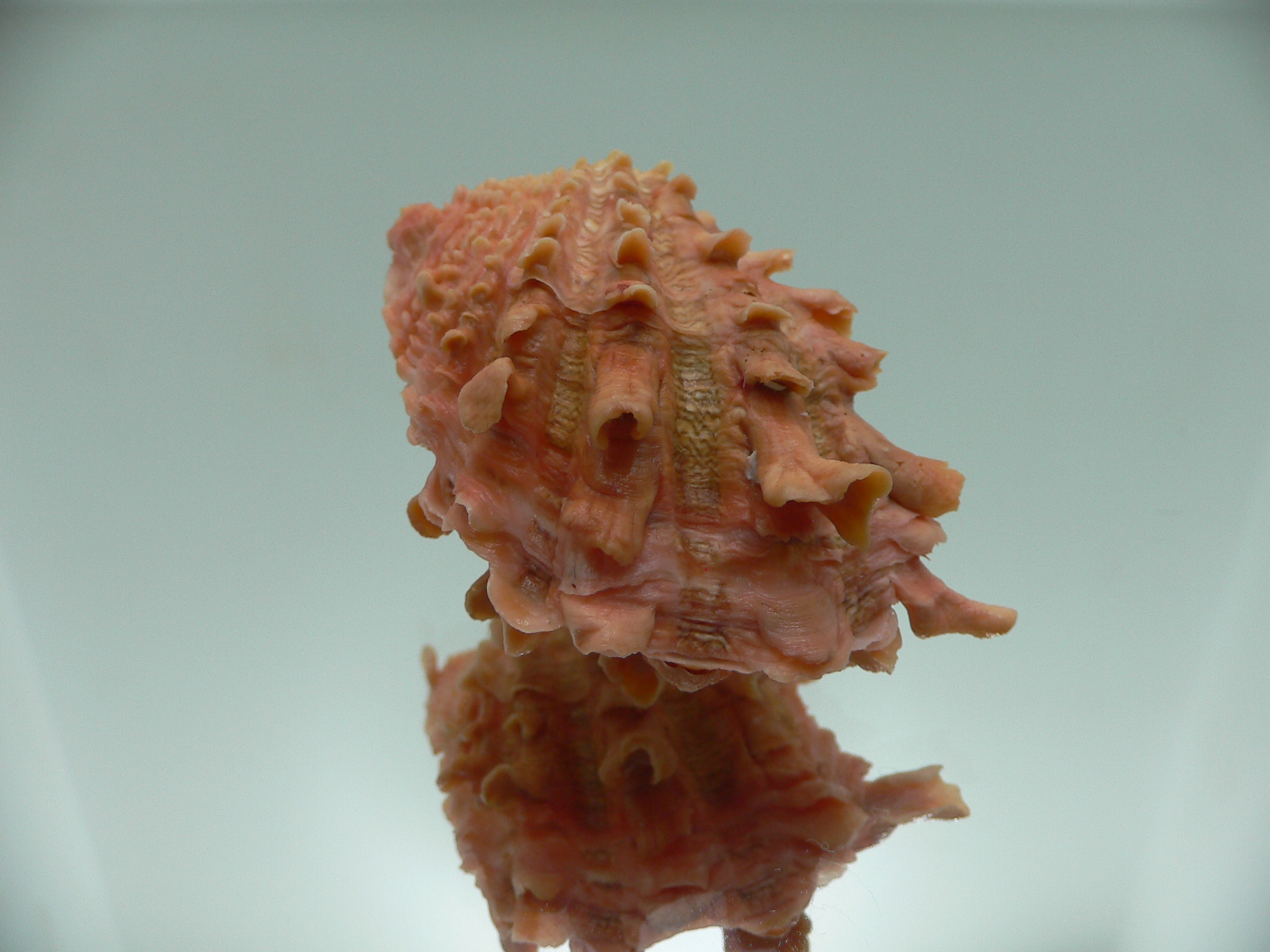 Cardita crassicosta ORANGE