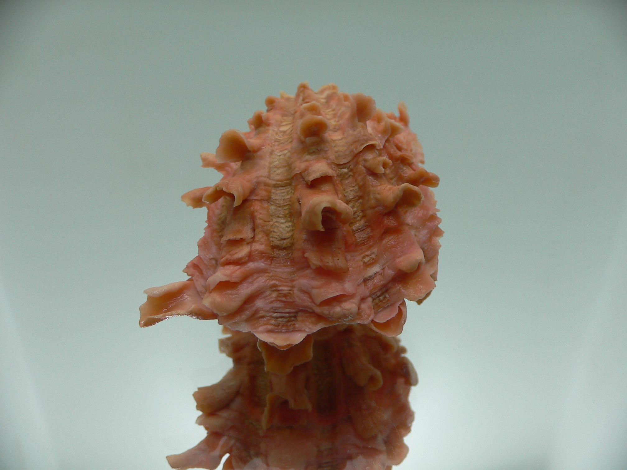 Cardita crassicosta ORANGE