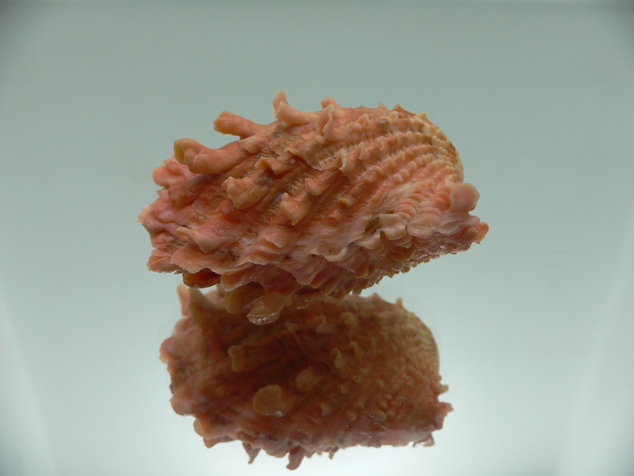 Cardita crassicosta ORANGE