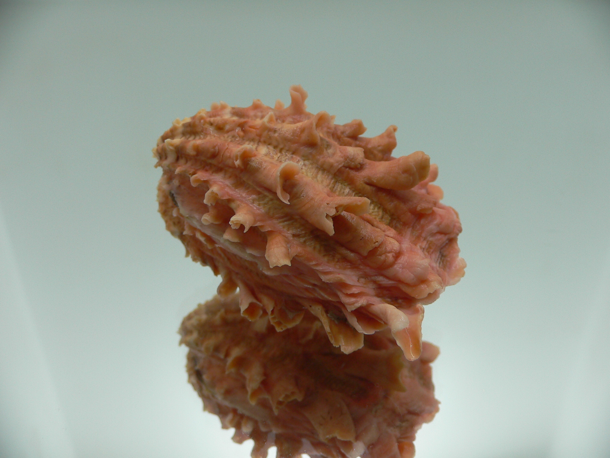 Cardita crassicosta ORANGE