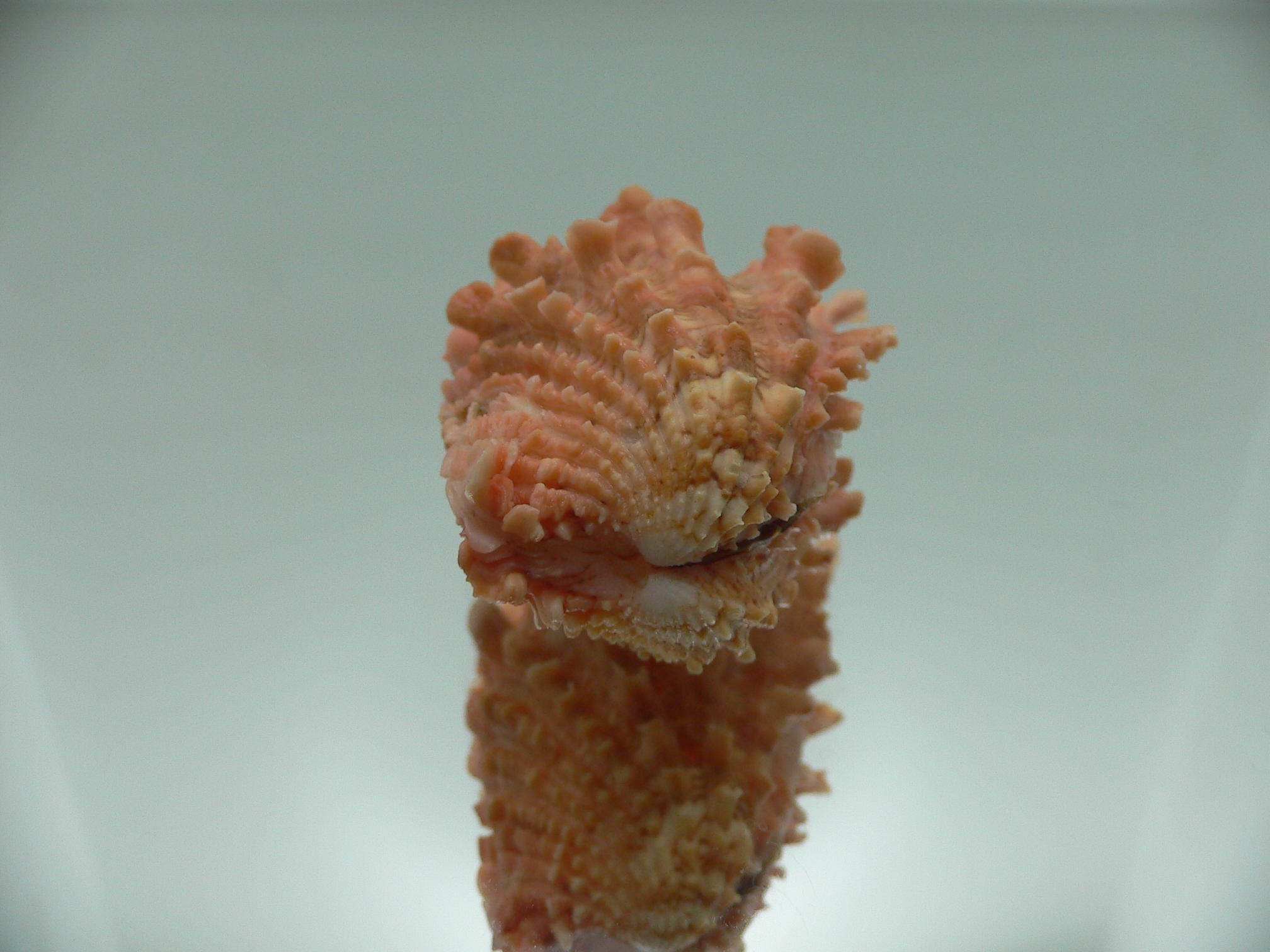 Cardita crassicosta ORANGE