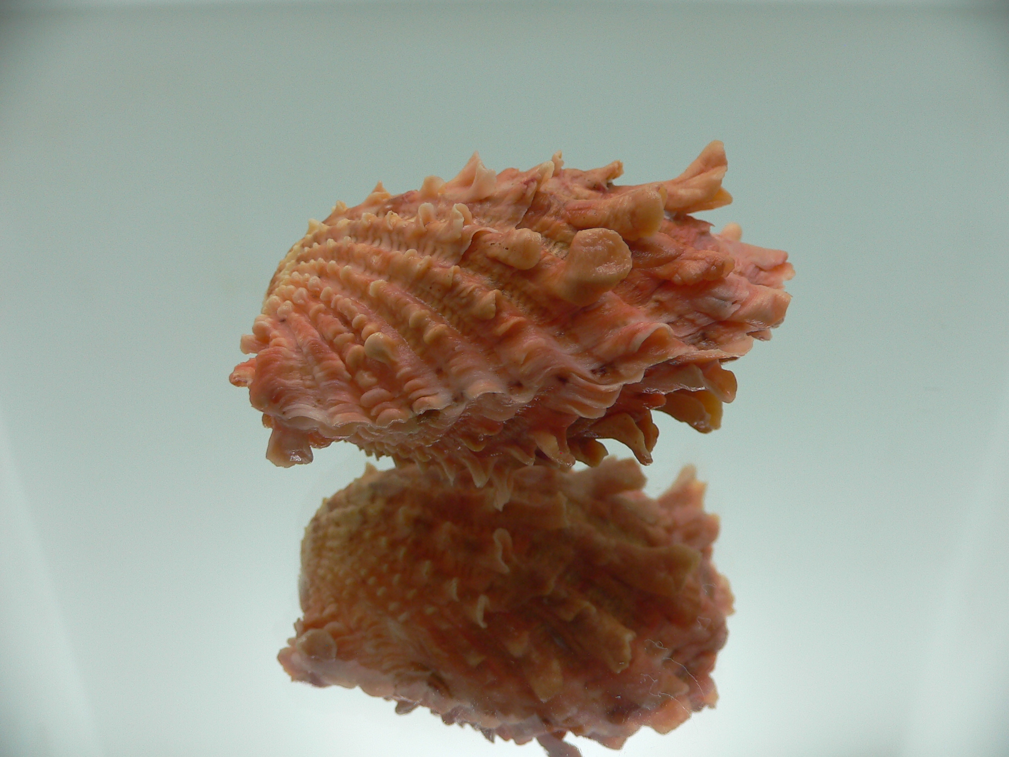 Cardita crassicosta ORANGE