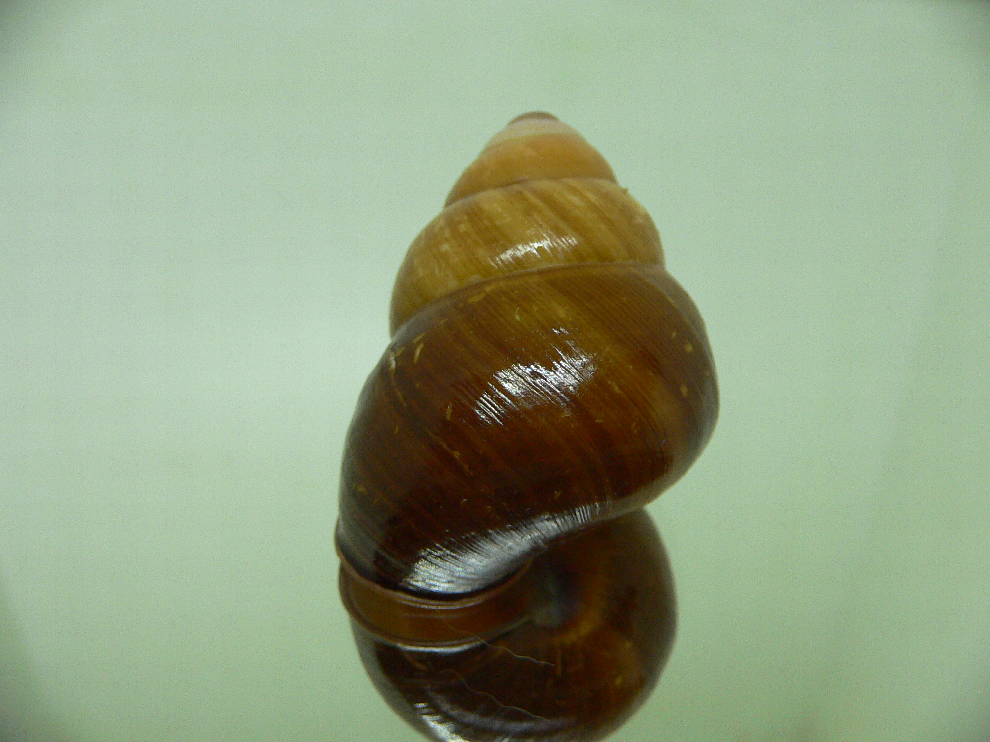 Cochlostyla daphnis f. faunus TRICOLOR