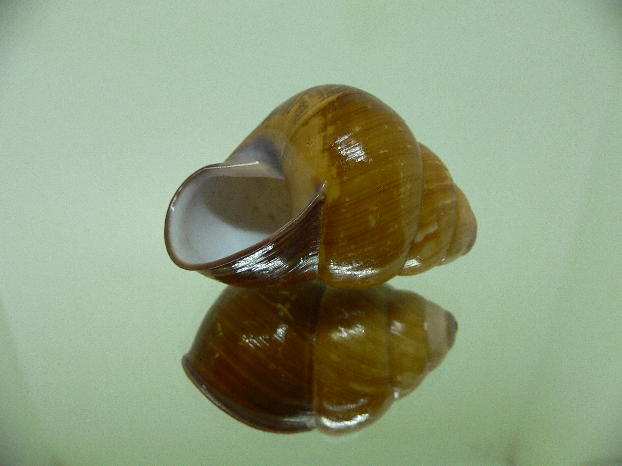 Cochlostyla daphnis f. faunus TRICOLOR