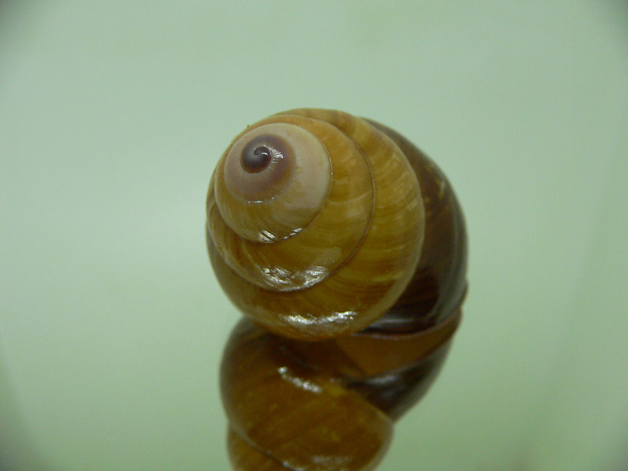 Cochlostyla daphnis f. faunus TRICOLOR