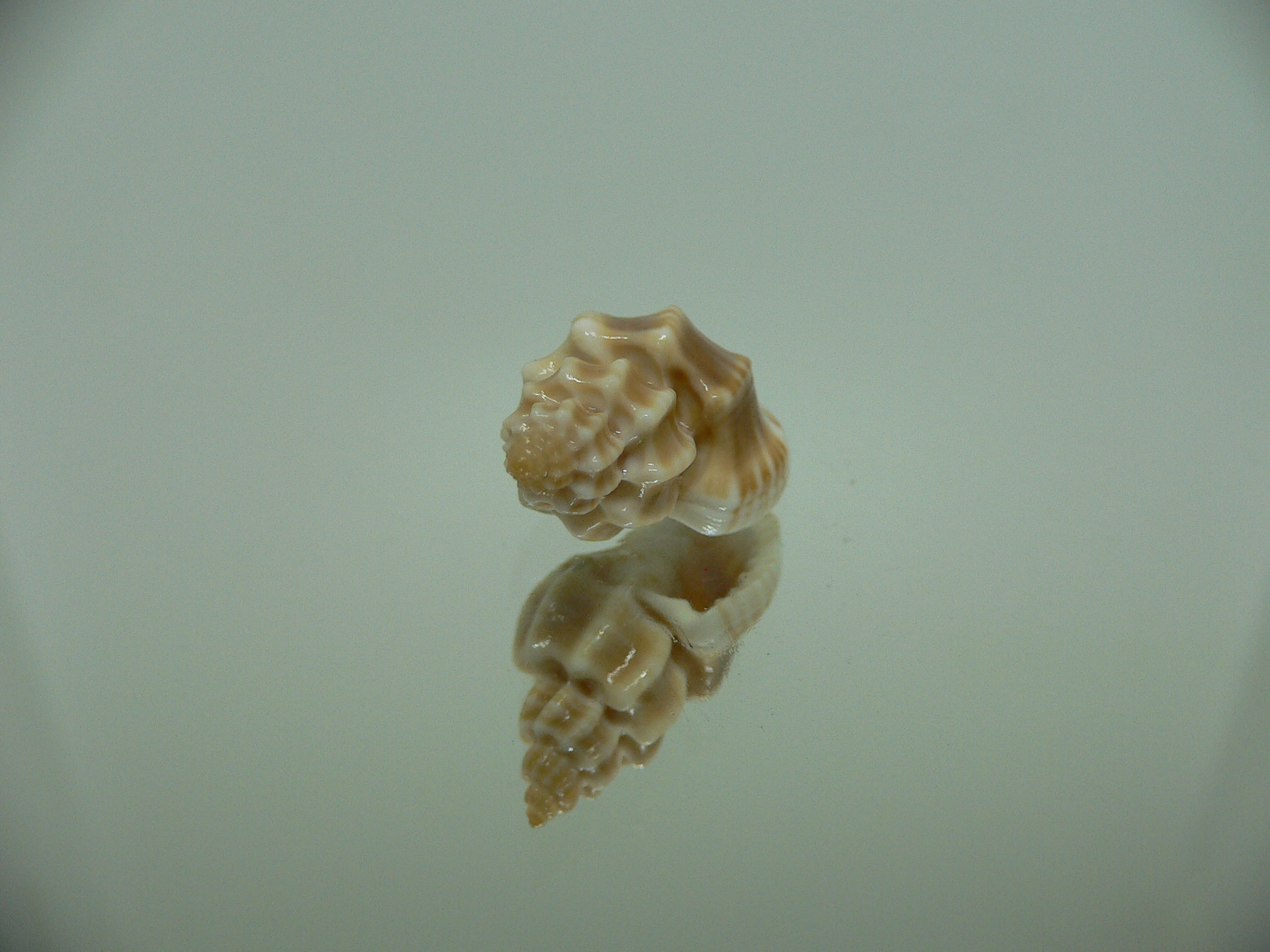 Trigonostoma bocageana IDEAL & BIG