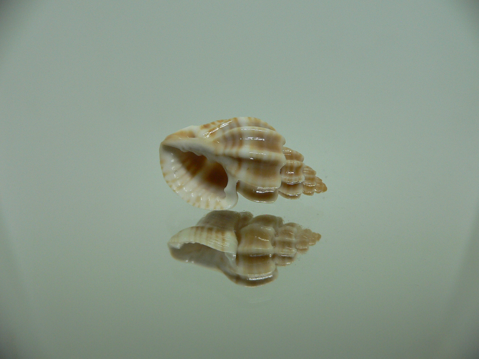 Trigonostoma bocageana IDEAL & BIG