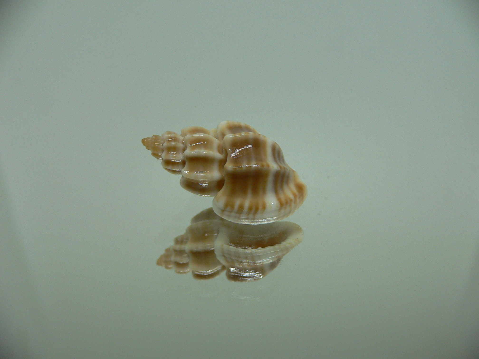 Trigonostoma bocageana IDEAL & BIG