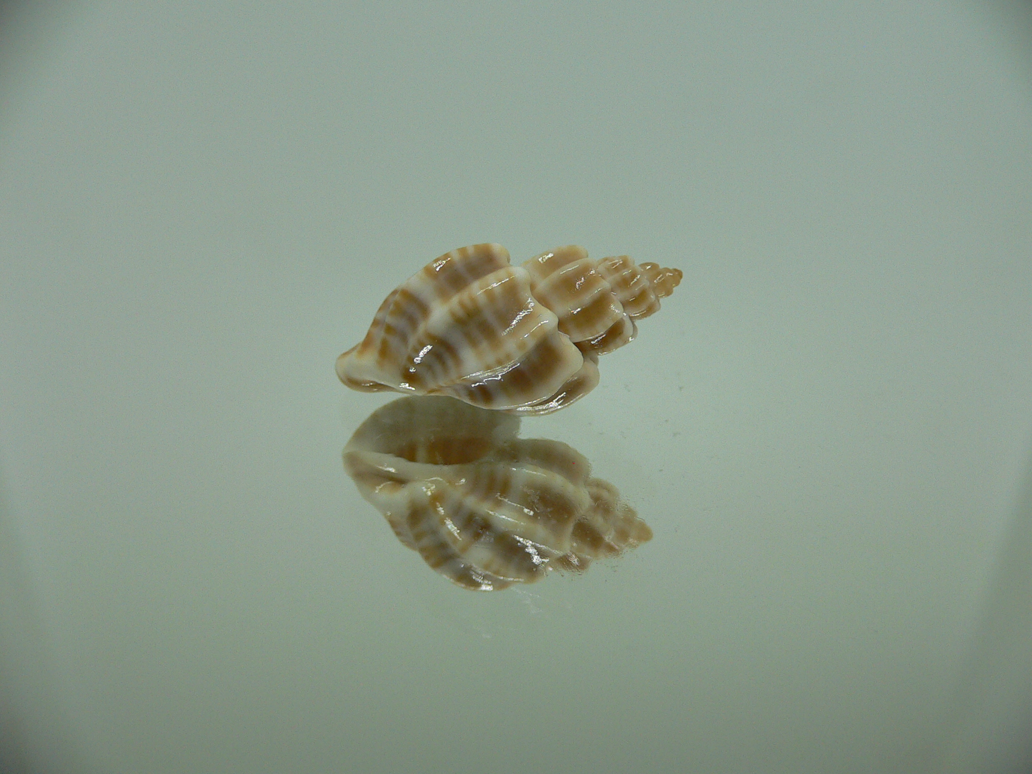 Trigonostoma bocageana IDEAL & BIG