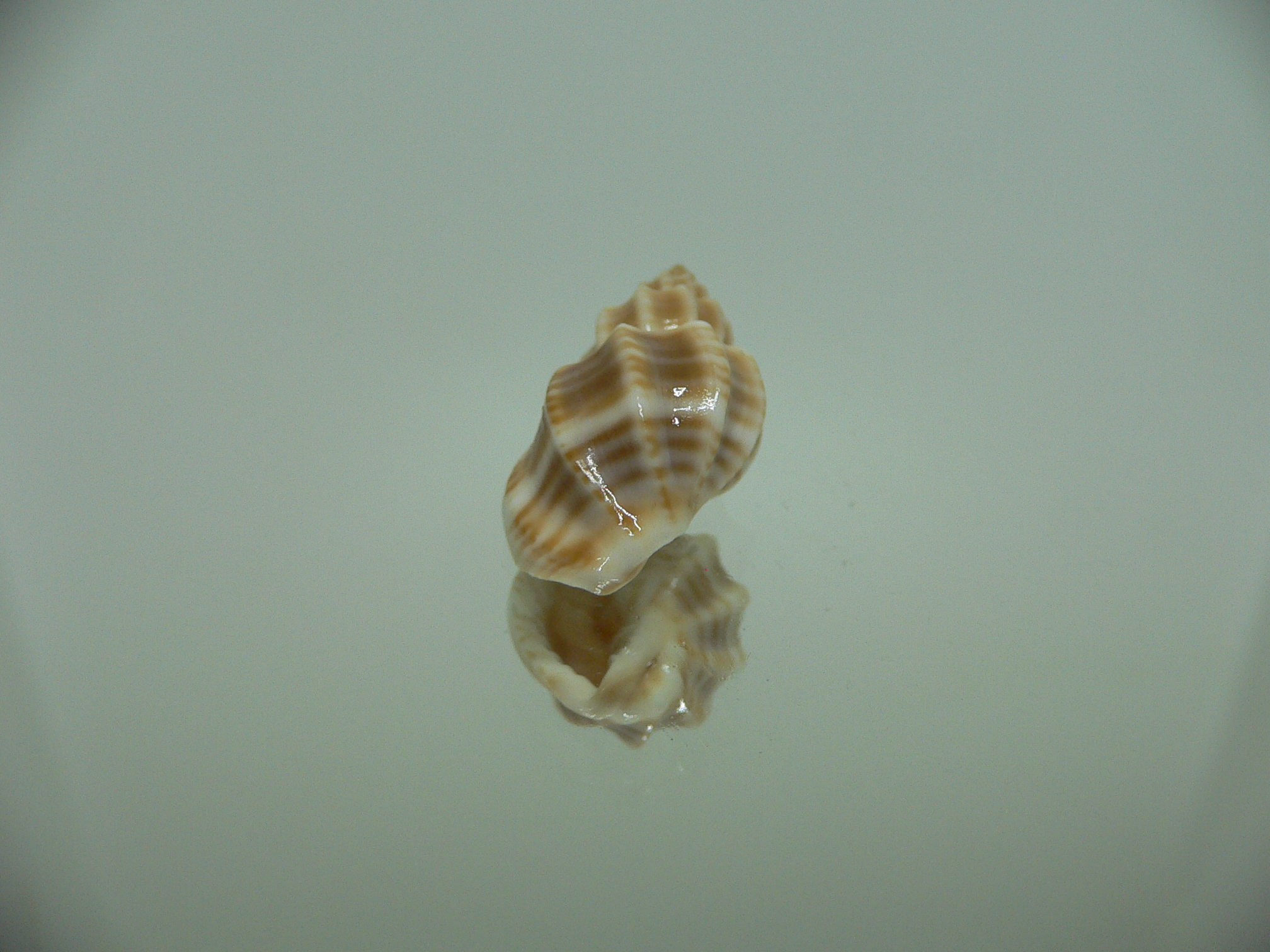 Trigonostoma bocageana IDEAL & BIG