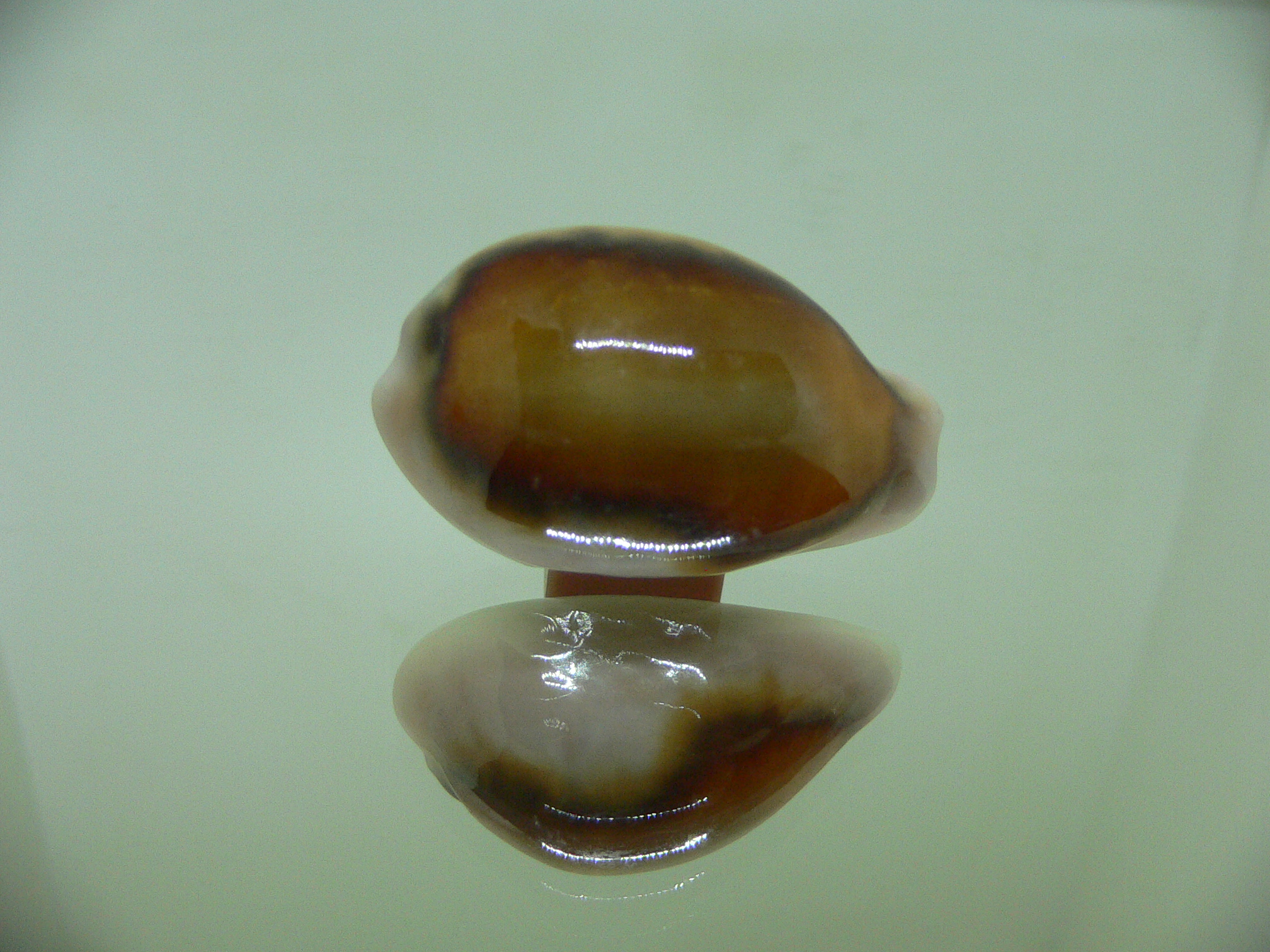 Cypraea spadicea ELONGATE