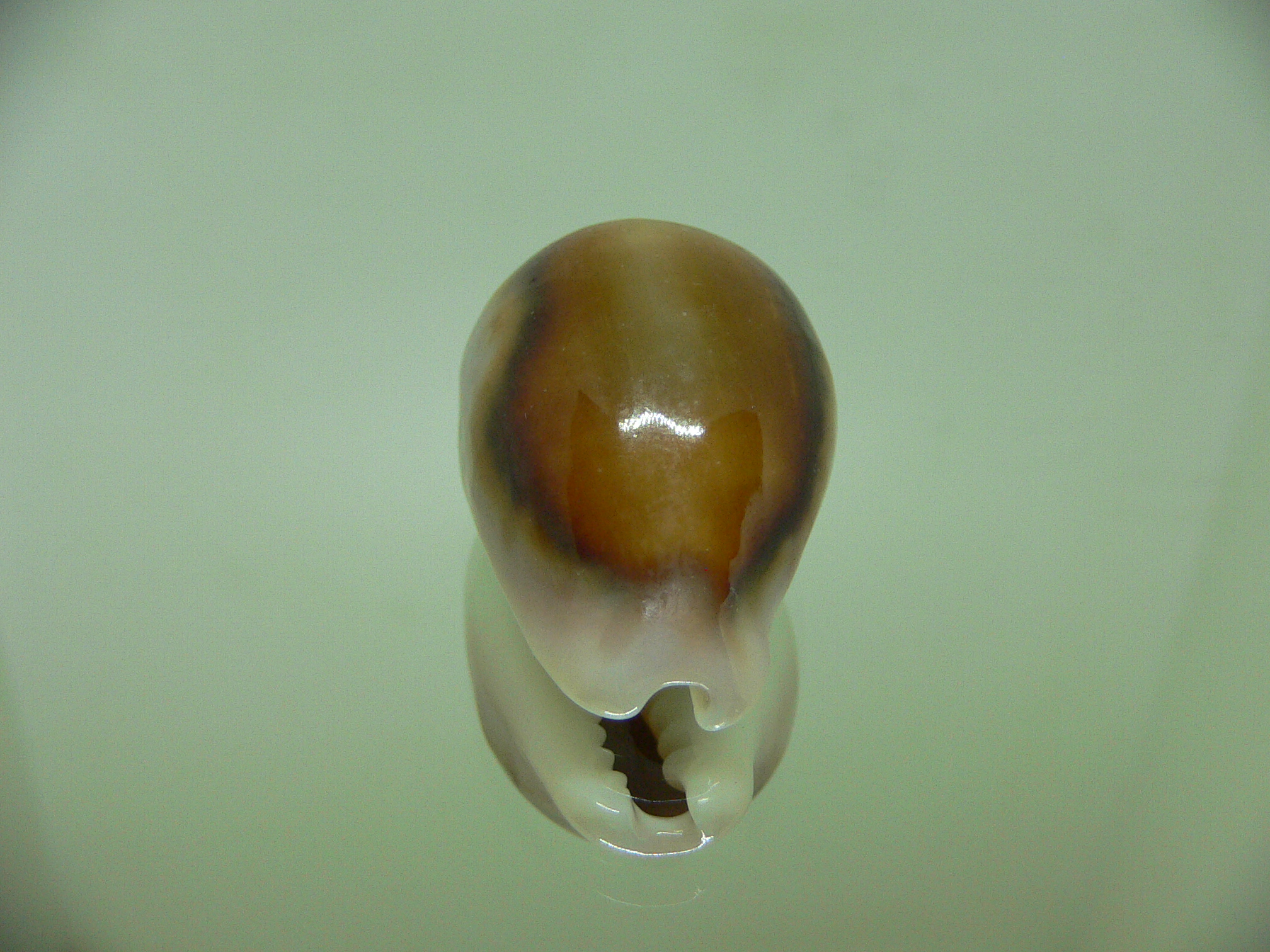 Cypraea spadicea ELONGATE