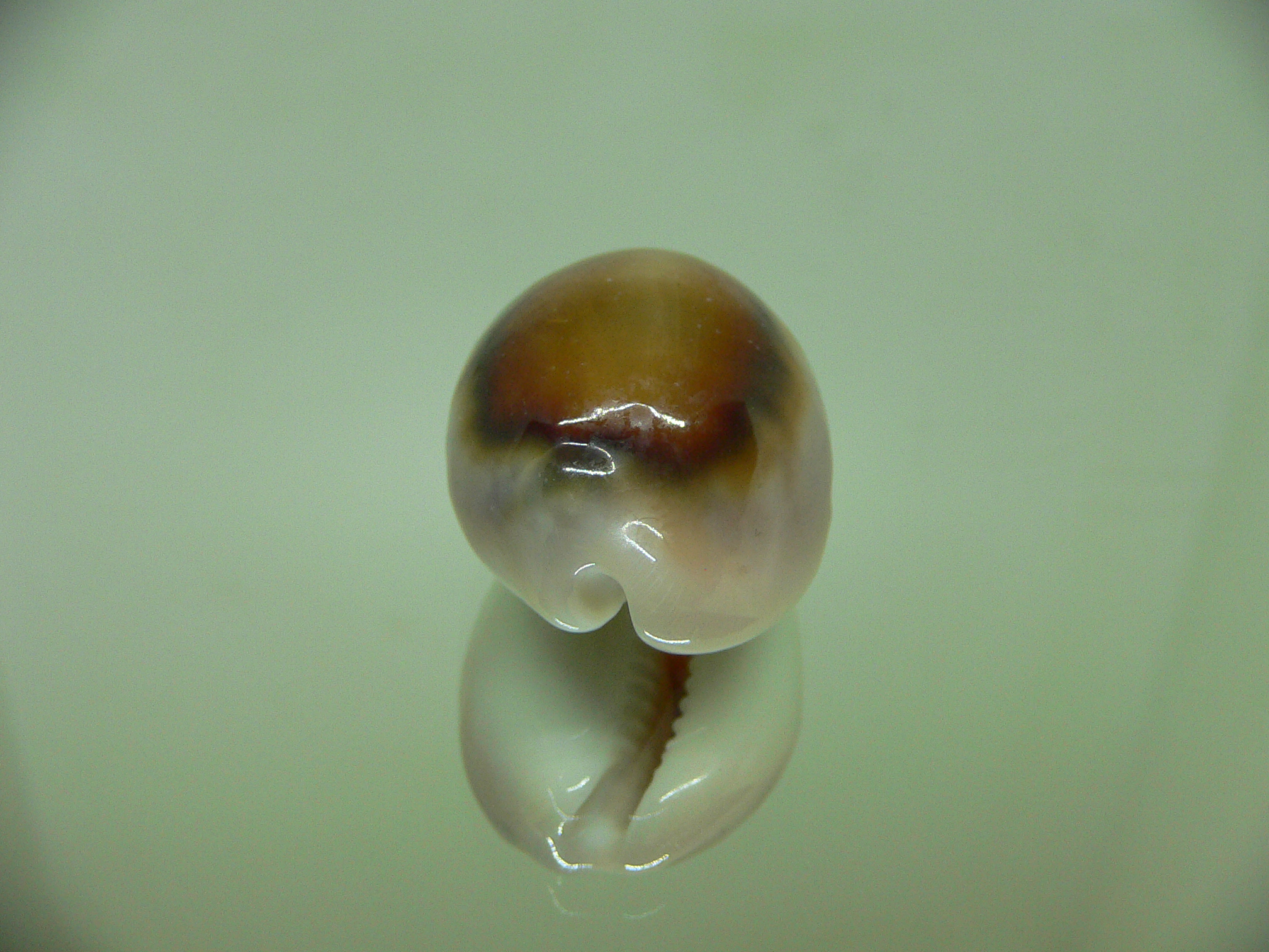 Cypraea spadicea ELONGATE