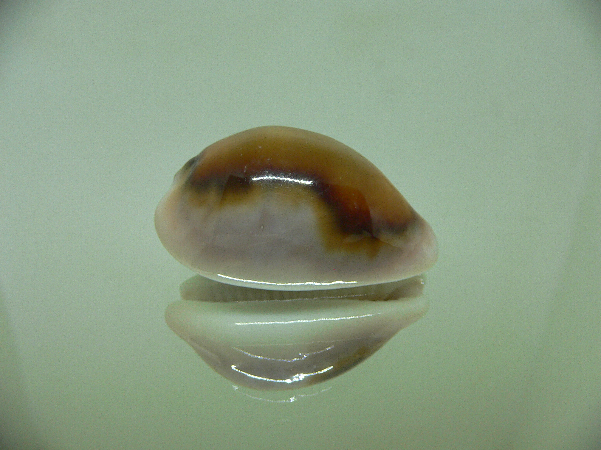 Cypraea spadicea ELONGATE