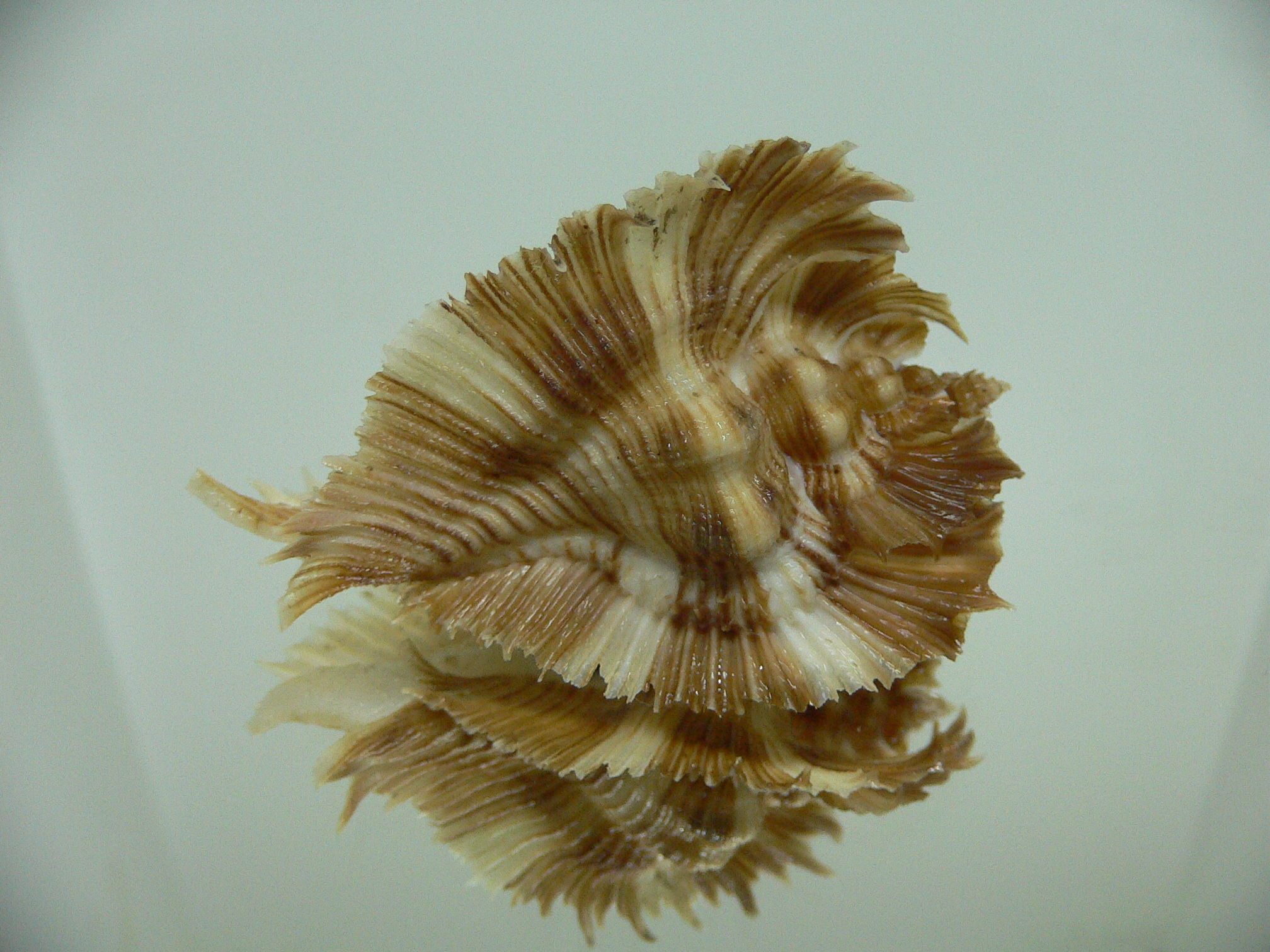 Chicoreus miyokoae CURLY