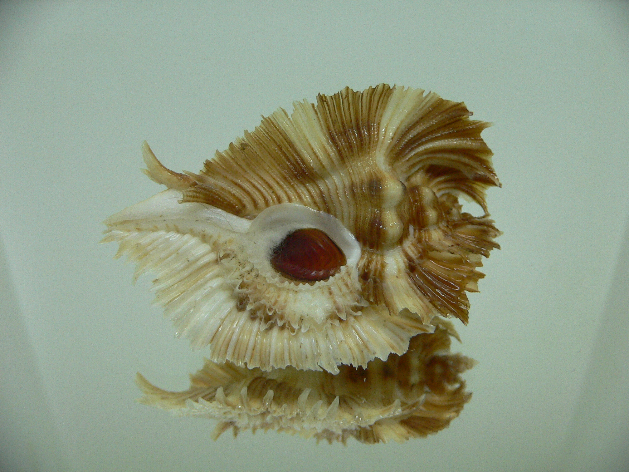 Chicoreus miyokoae CURLY