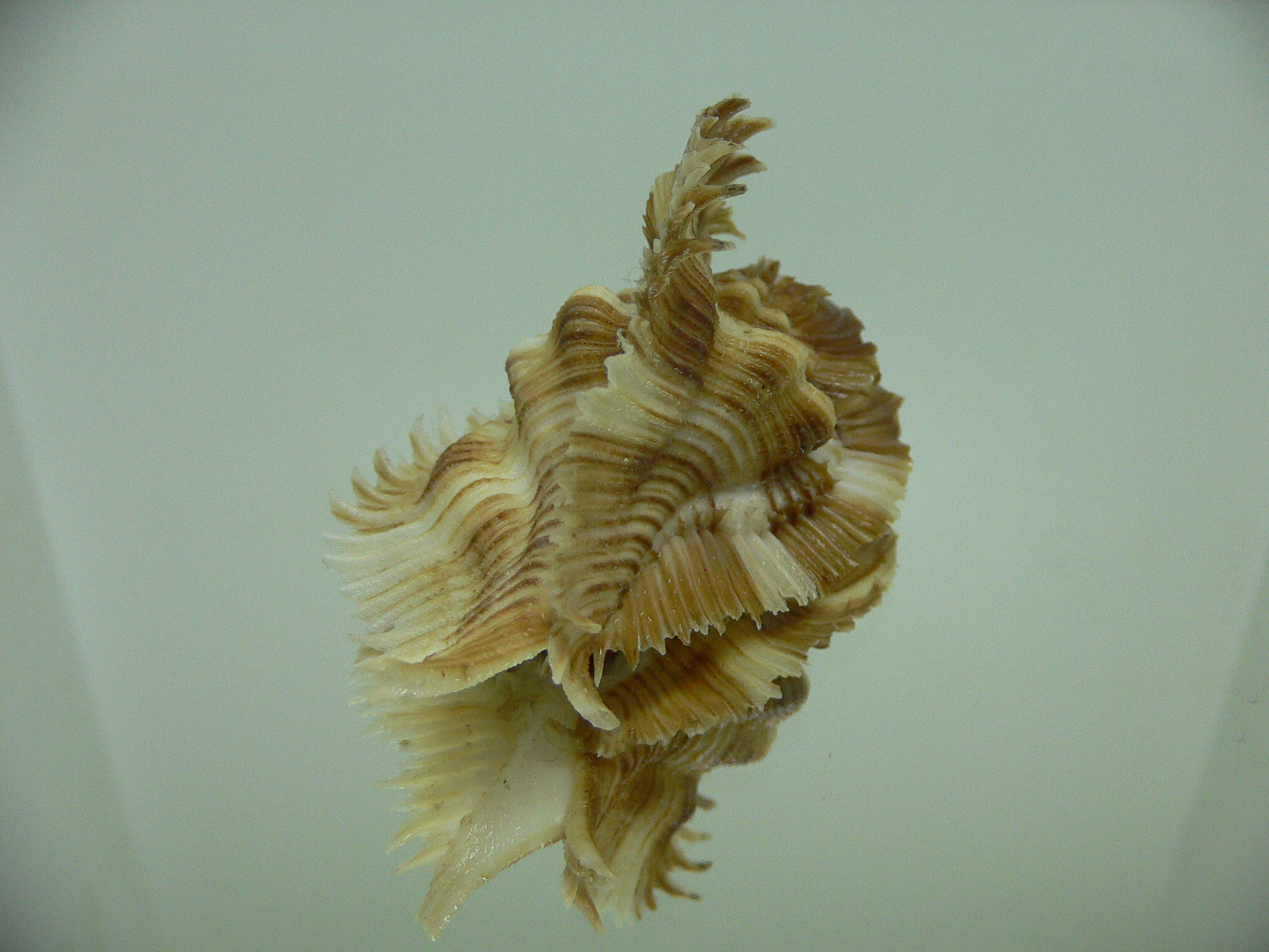 Chicoreus miyokoae CURLY