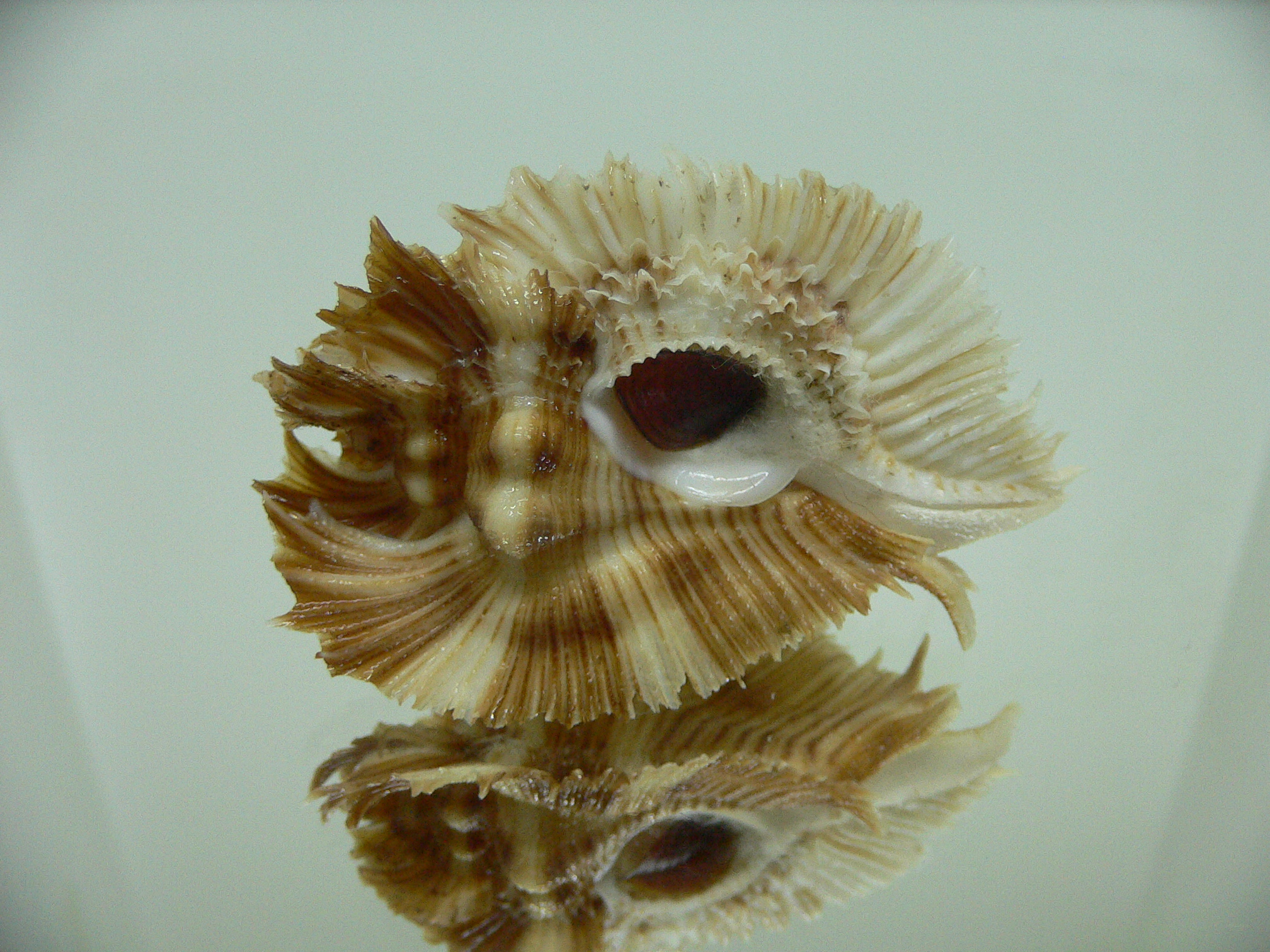 Chicoreus miyokoae CURLY