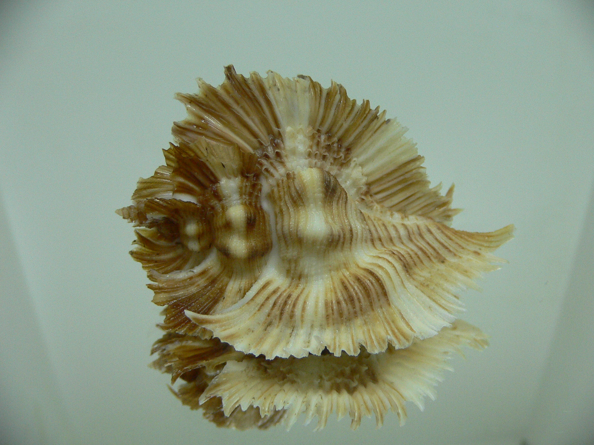 Chicoreus miyokoae CURLY