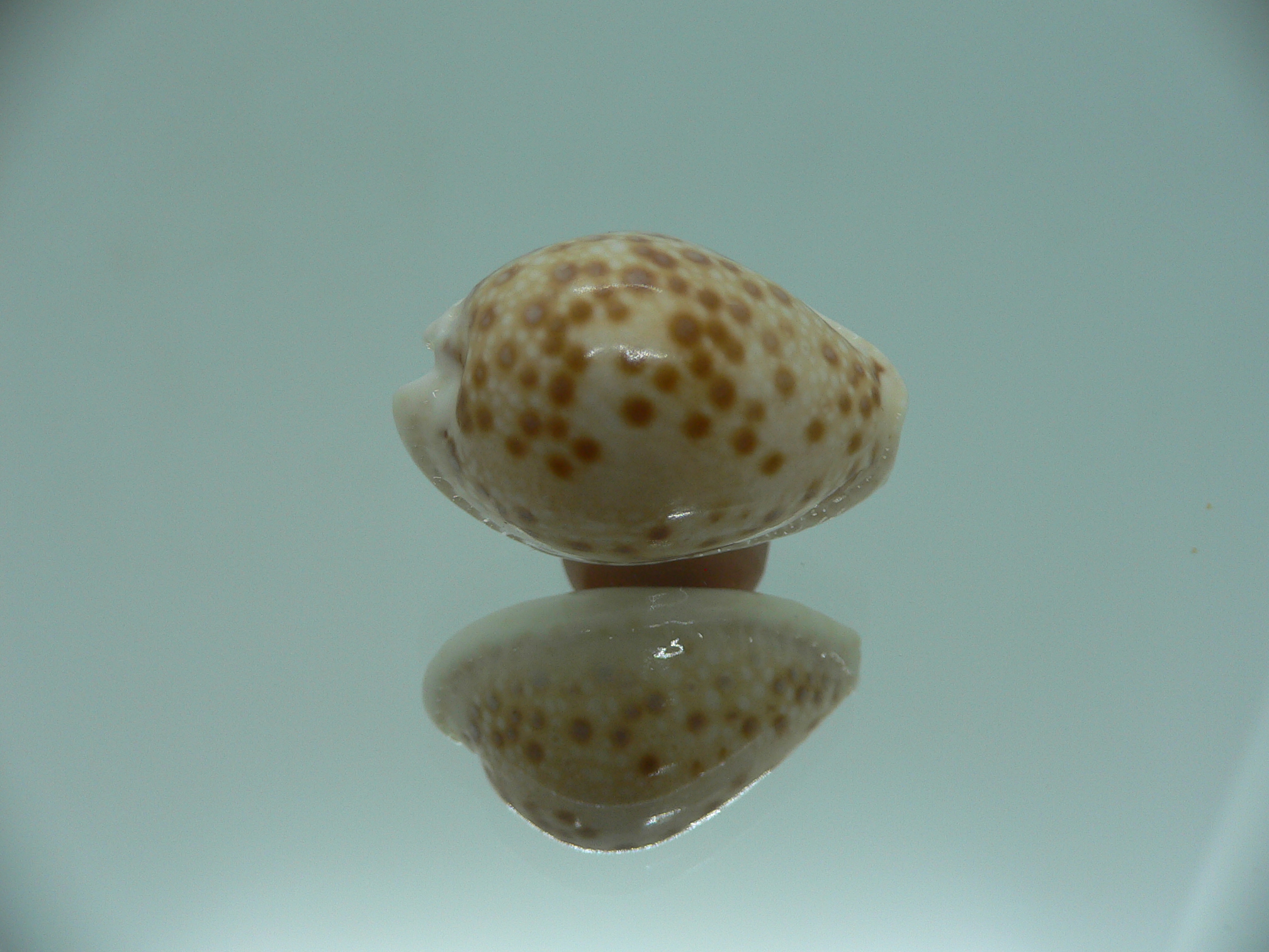 Cypraea marginalis IDEAL