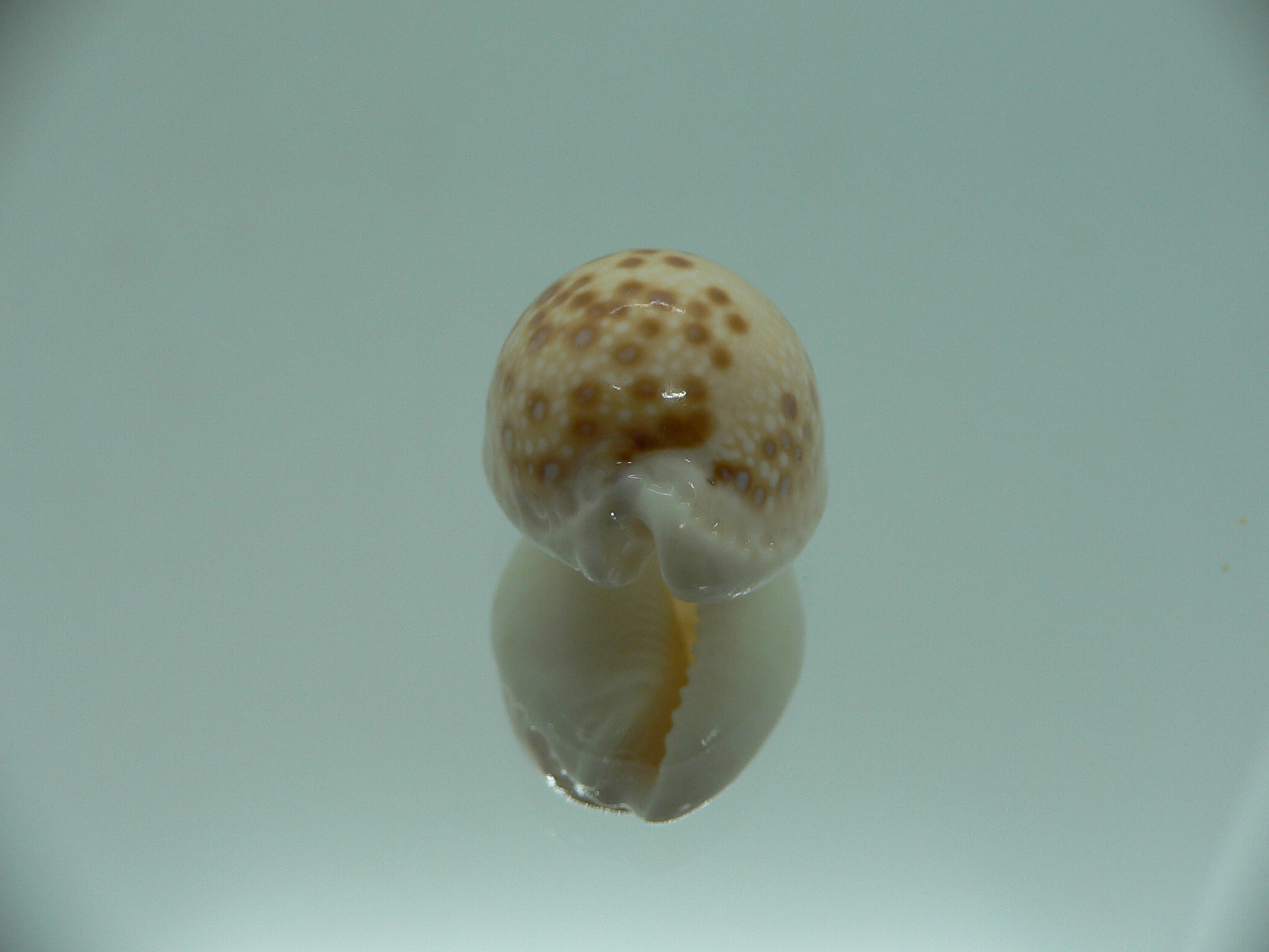 Cypraea marginalis IDEAL
