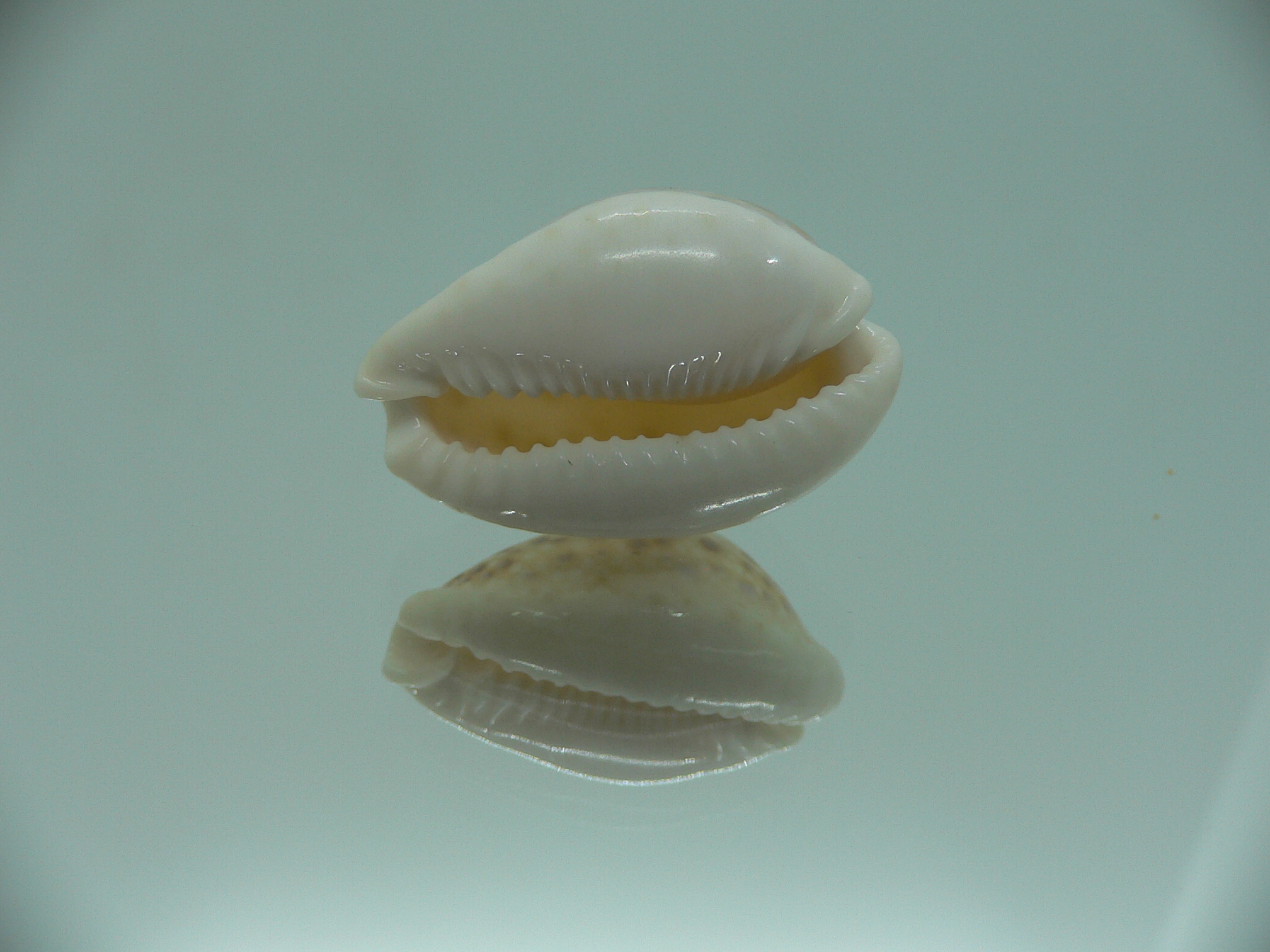 Cypraea marginalis IDEAL