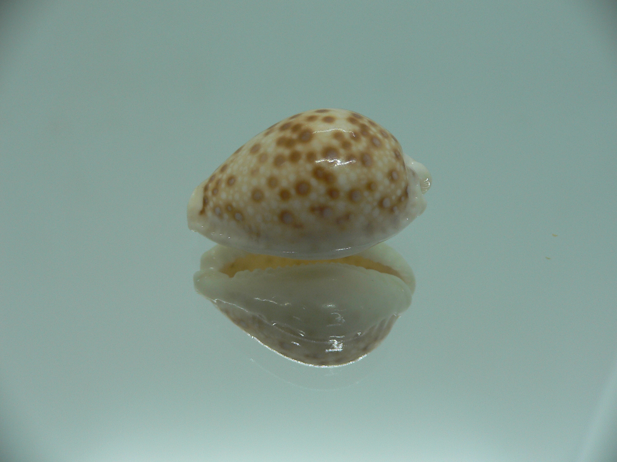Cypraea marginalis IDEAL