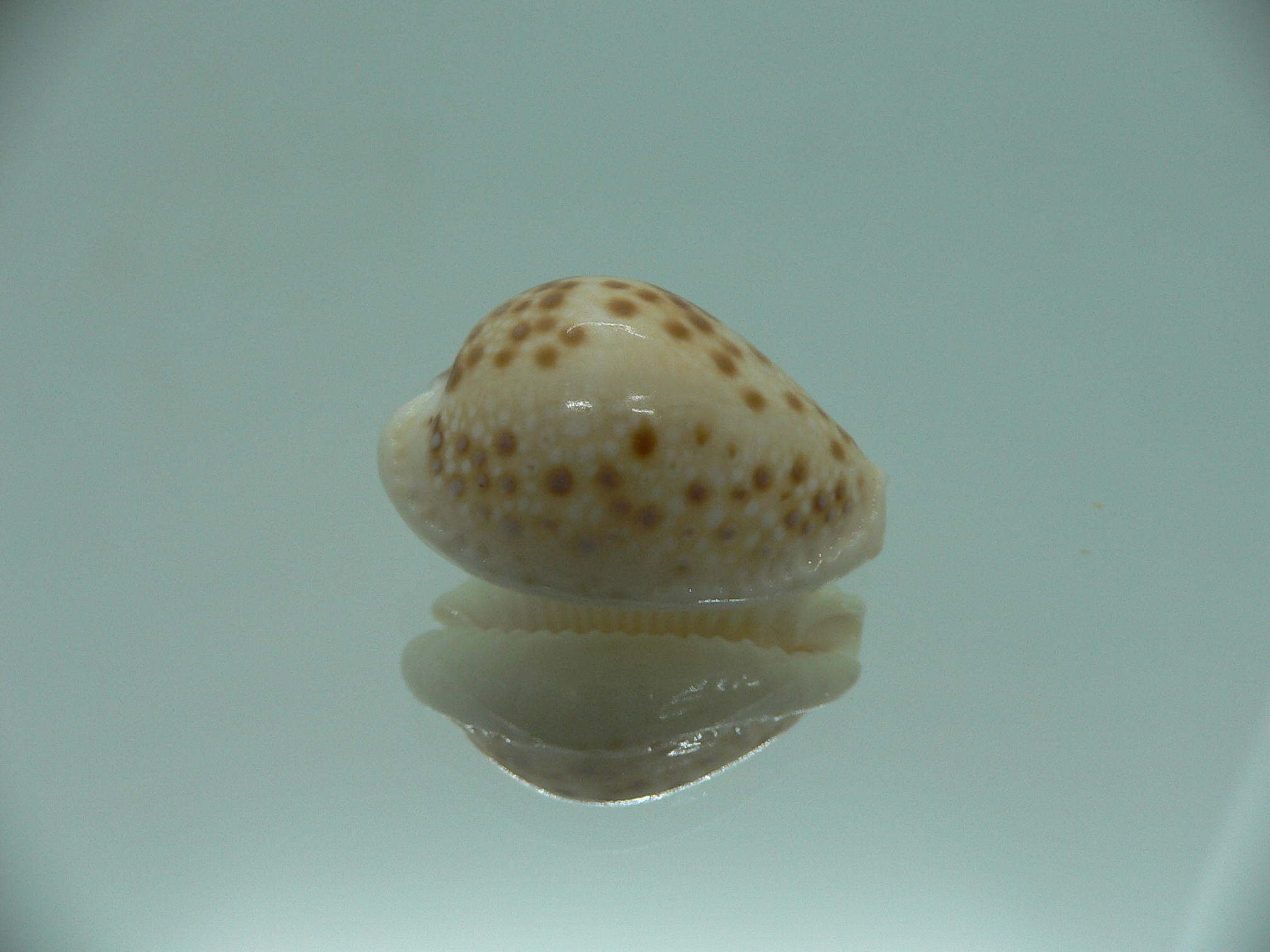 Cypraea marginalis IDEAL