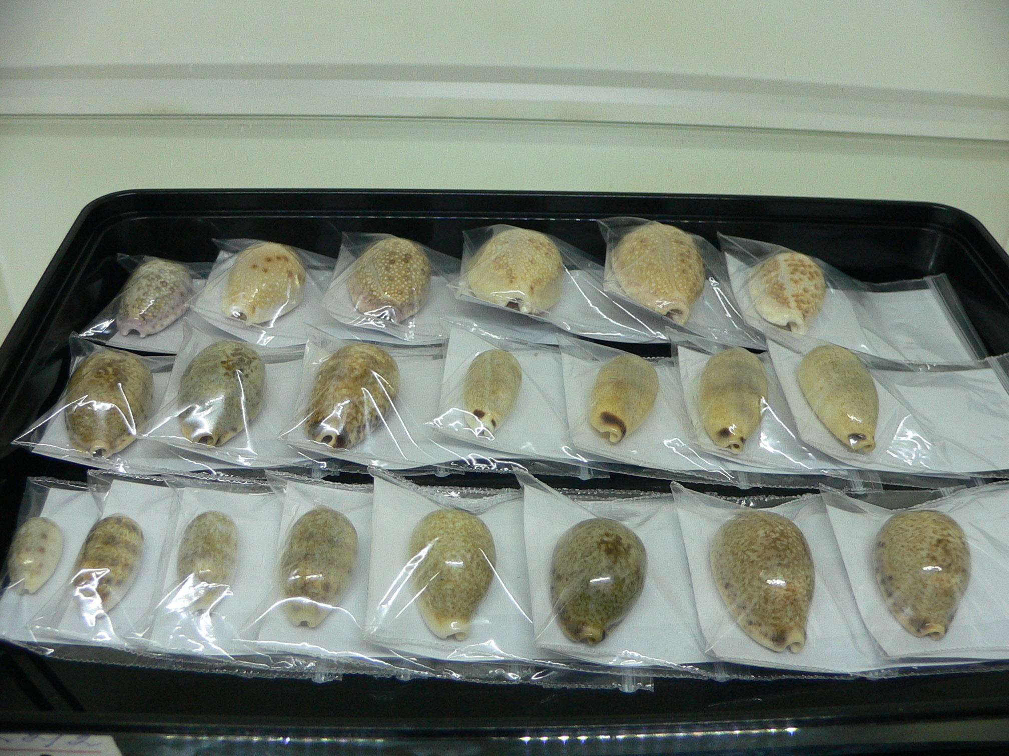 Cypraea marginalis IDEAL