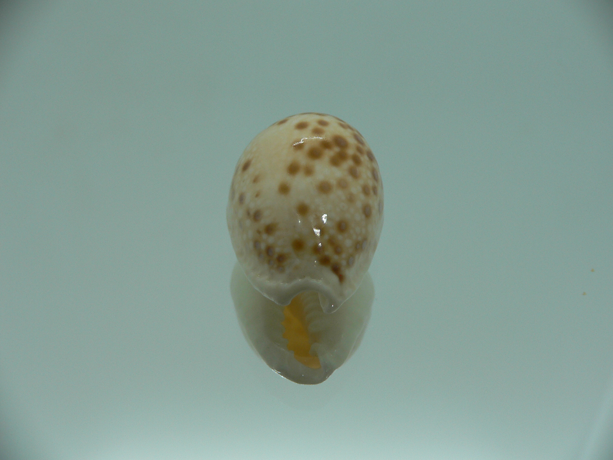 Cypraea marginalis IDEAL