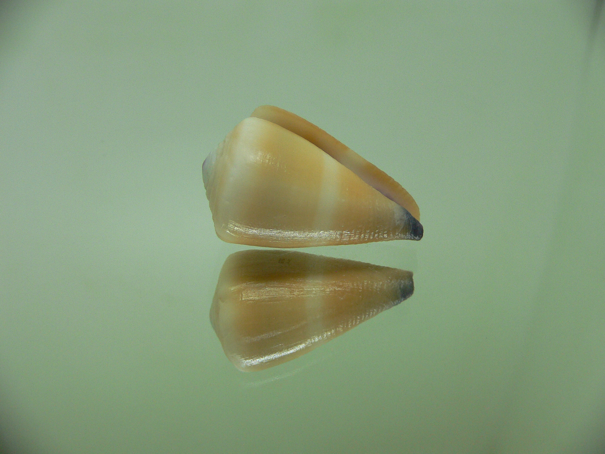 Conus flavidus