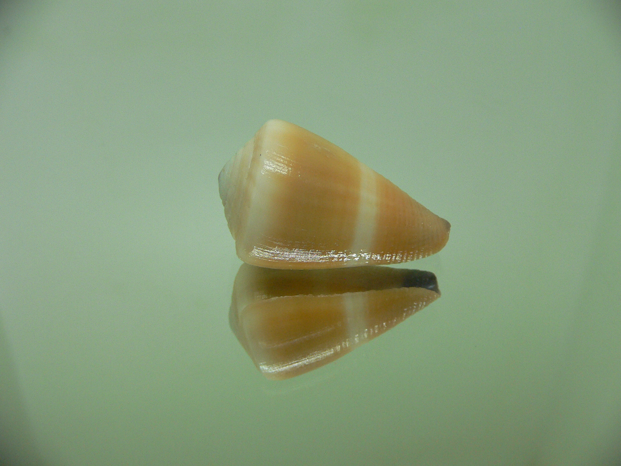 Conus flavidus