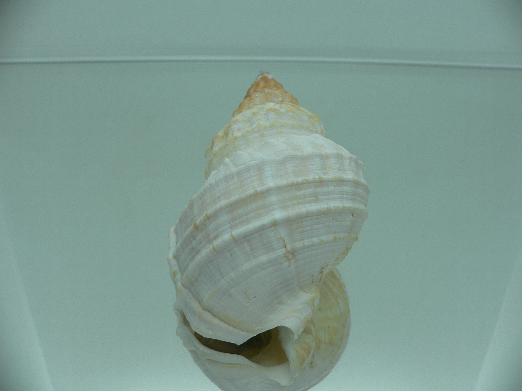 Buccinum verkruzeni GLOBOSE