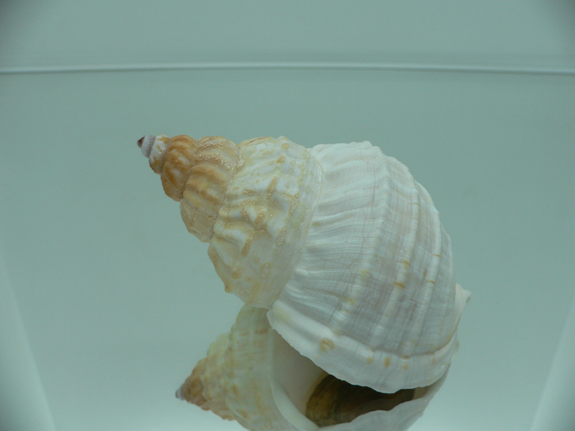 Buccinum verkruzeni GLOBOSE