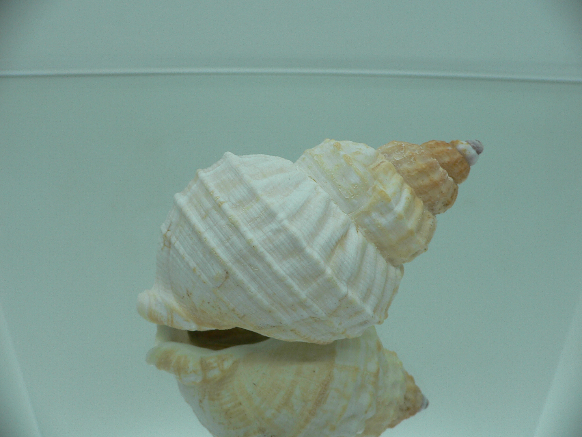 Buccinum verkruzeni GLOBOSE