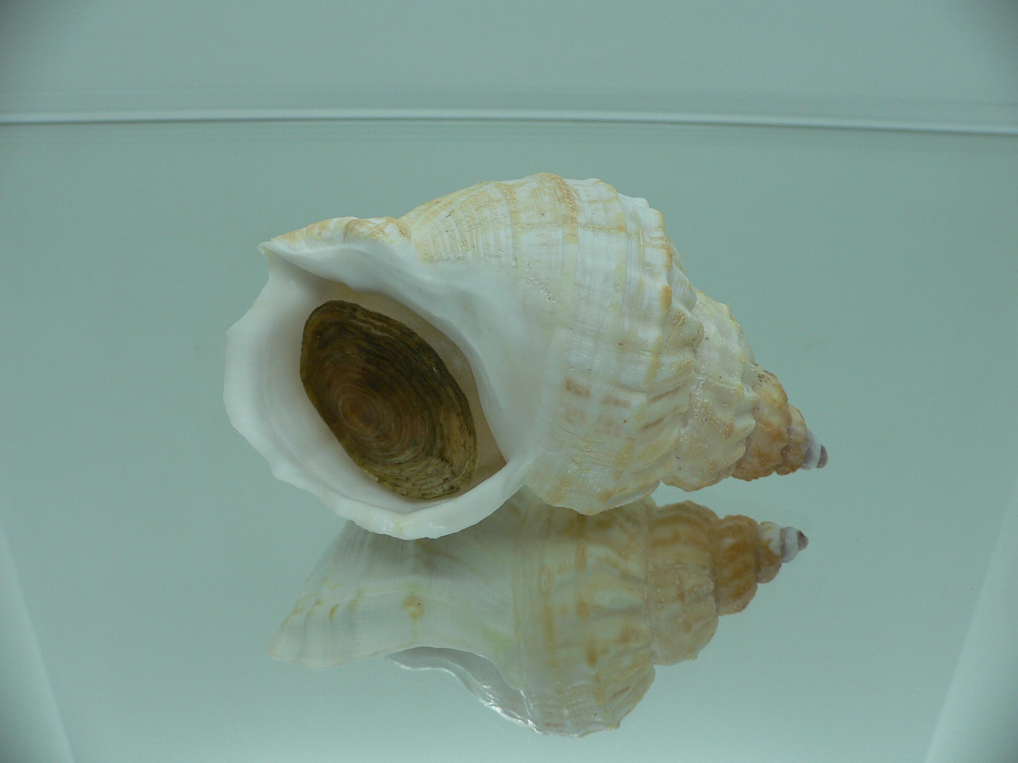 Buccinum verkruzeni GLOBOSE