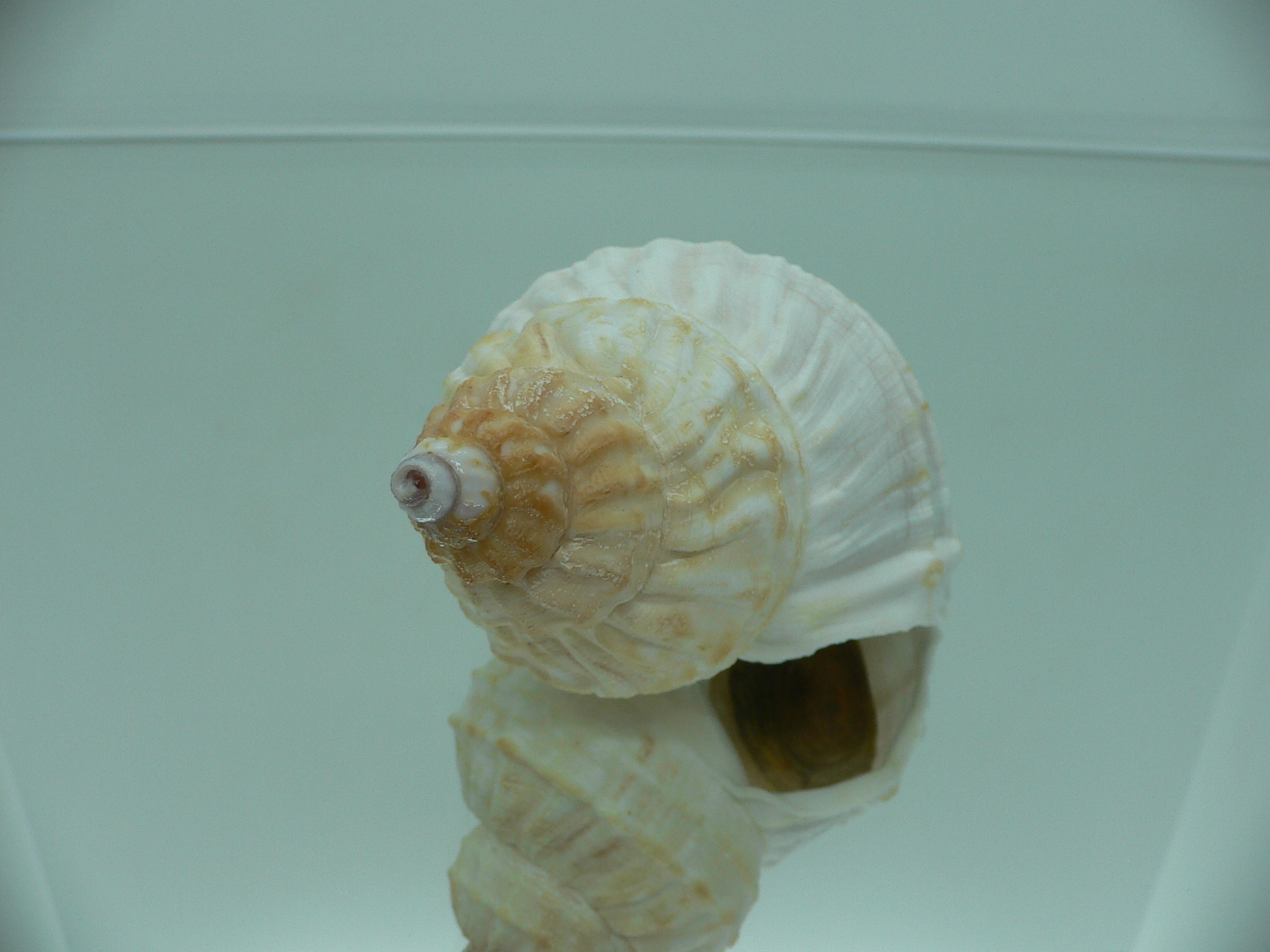 Buccinum verkruzeni GLOBOSE