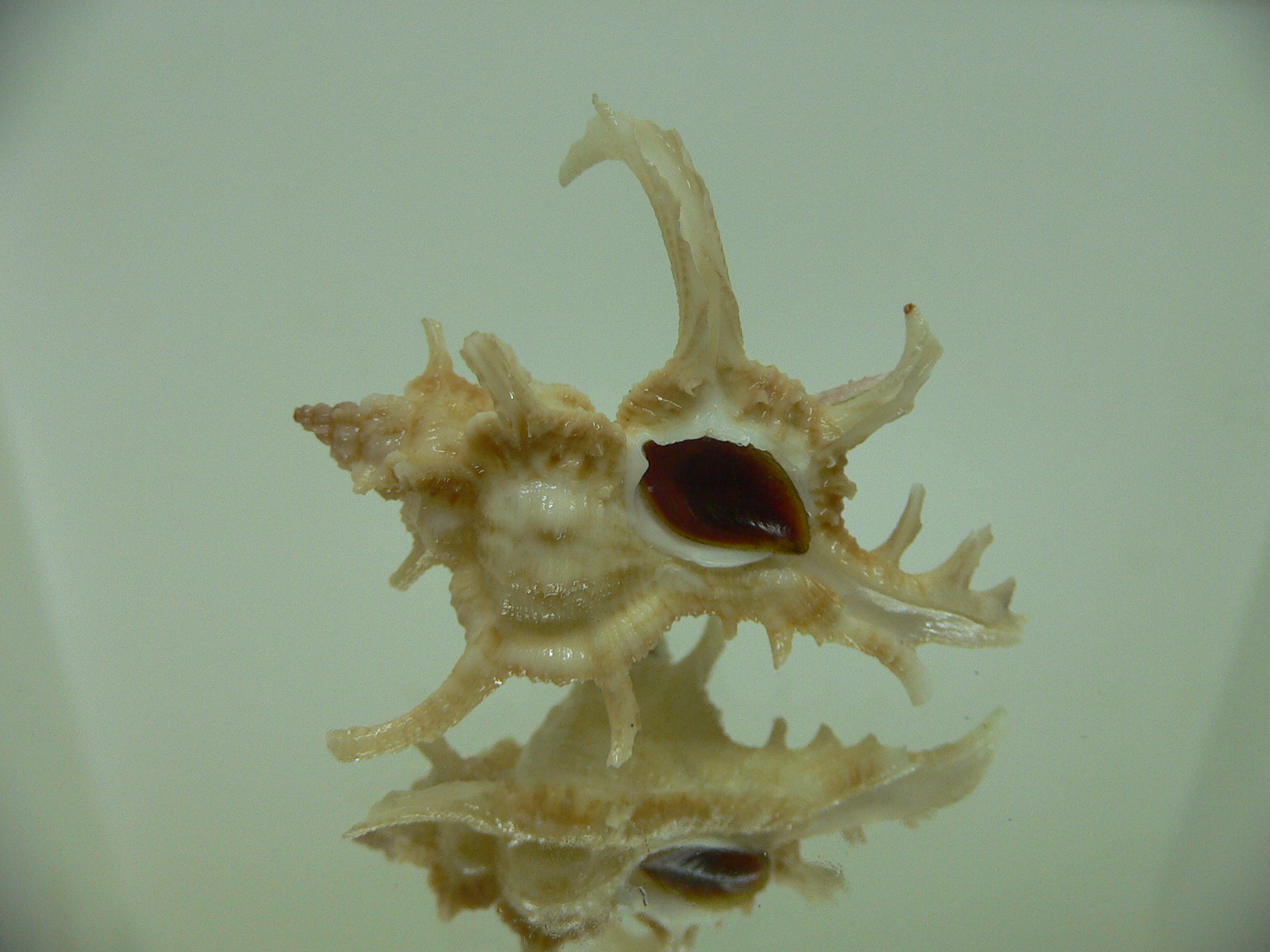 Chicoreus axicornis