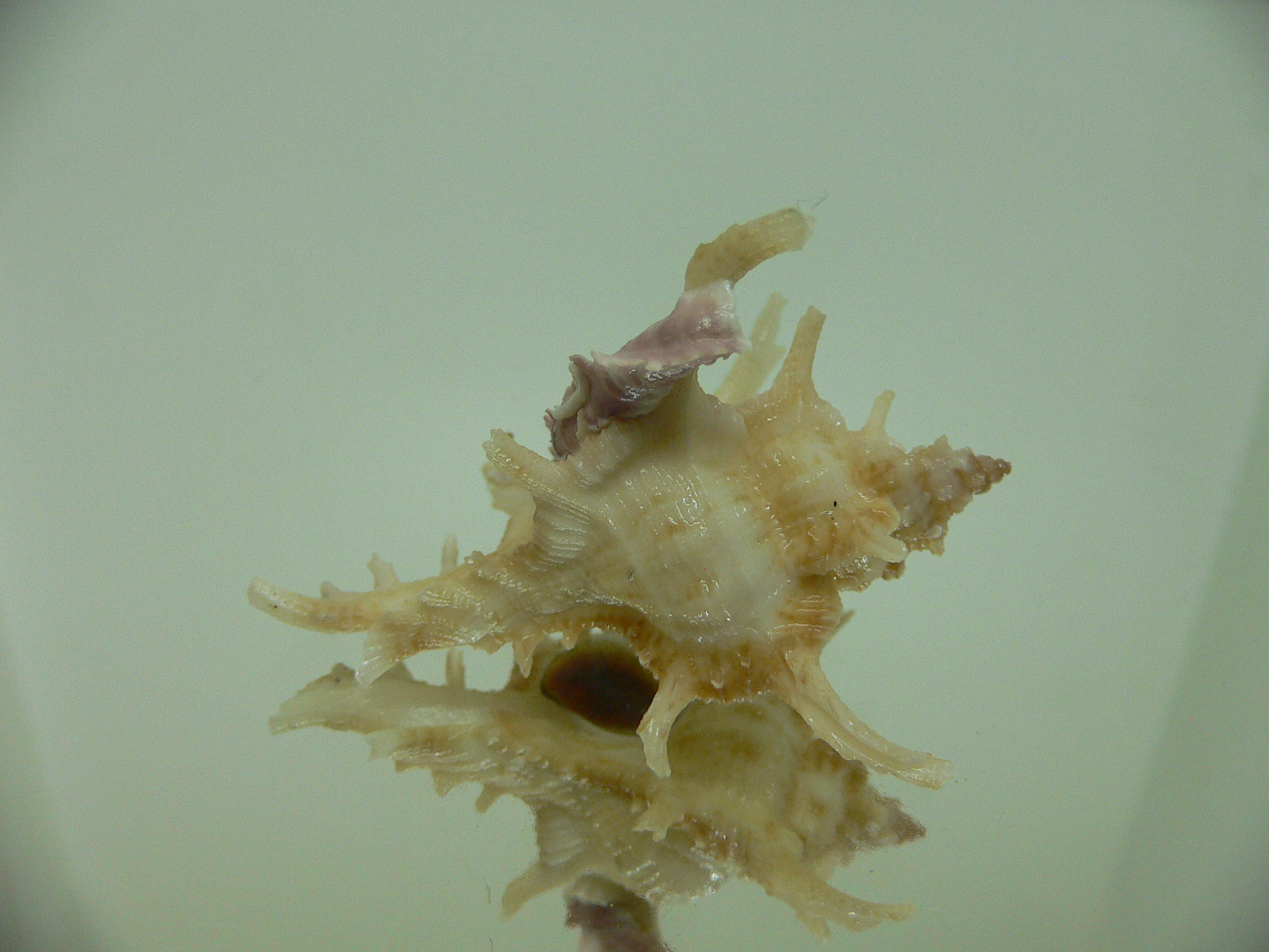 Chicoreus axicornis