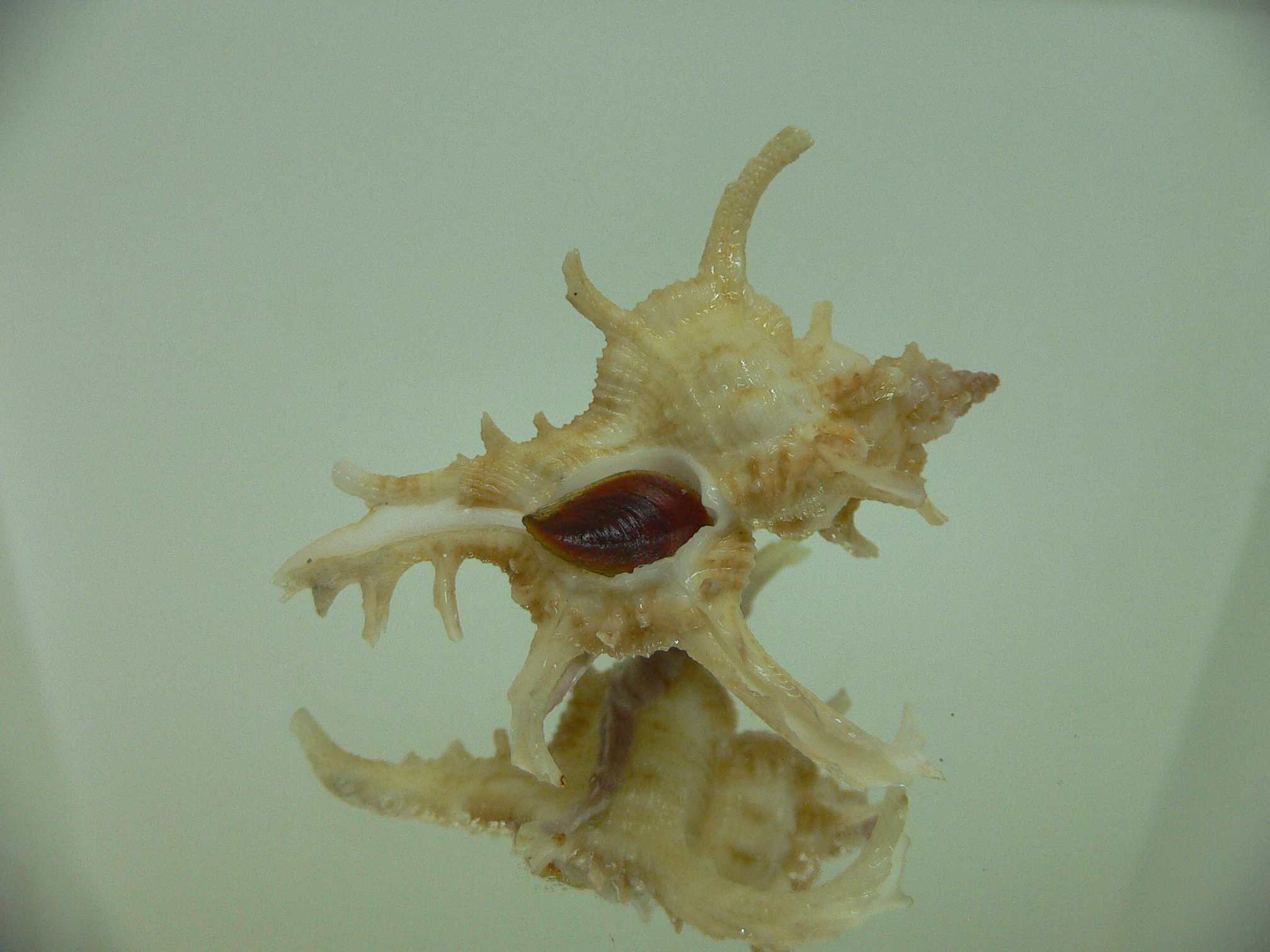 Chicoreus axicornis