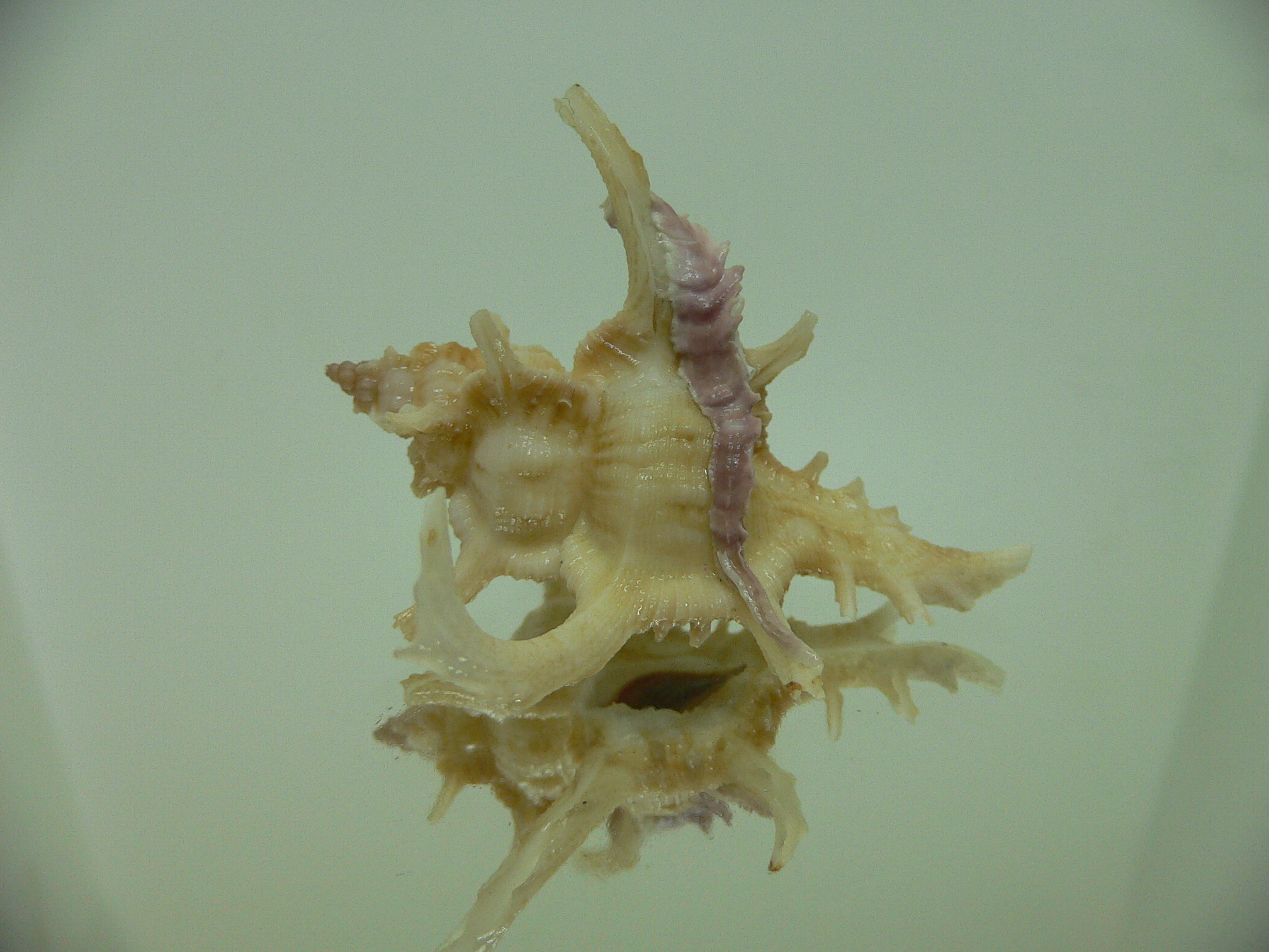 Chicoreus axicornis