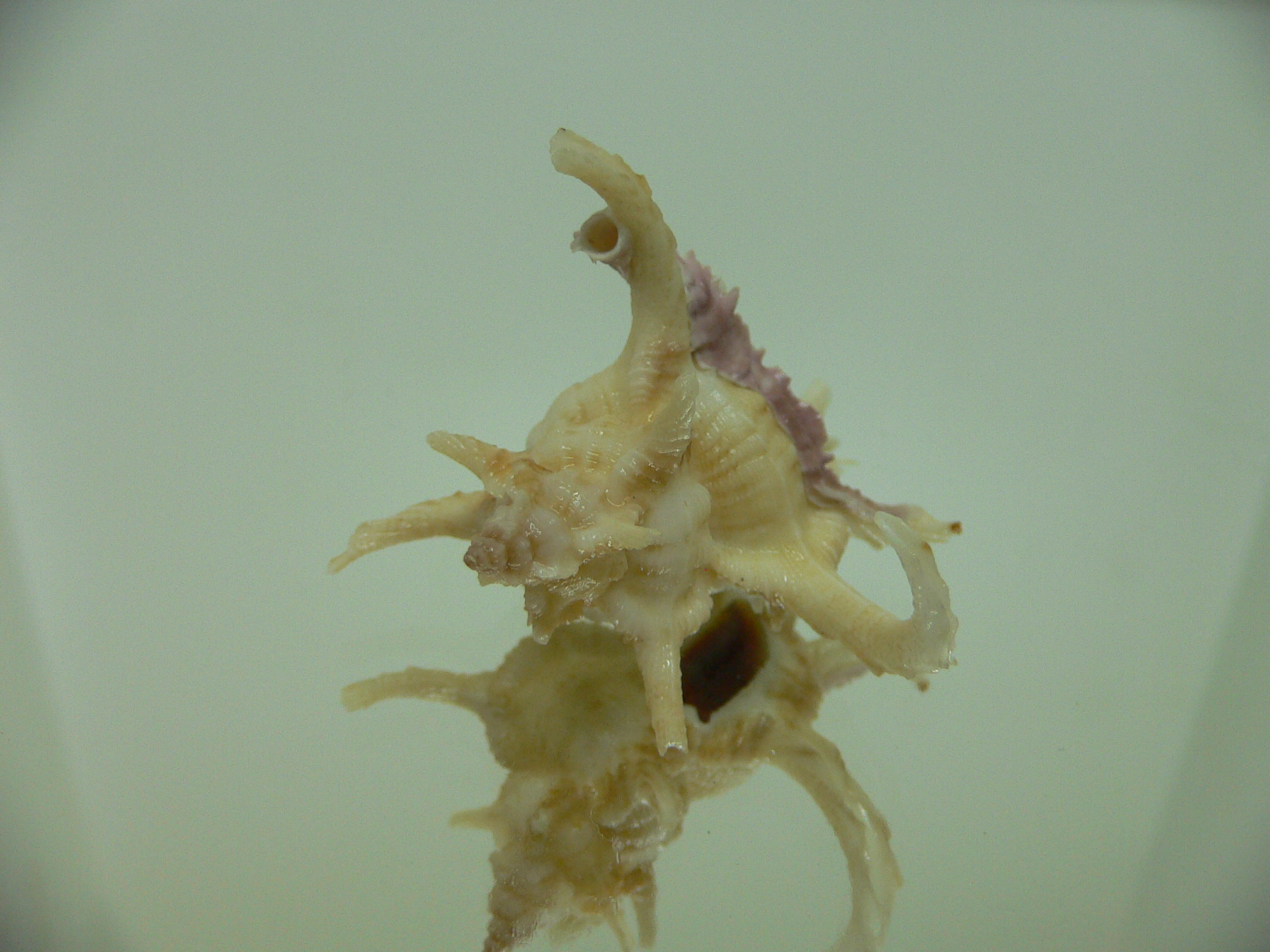 Chicoreus axicornis