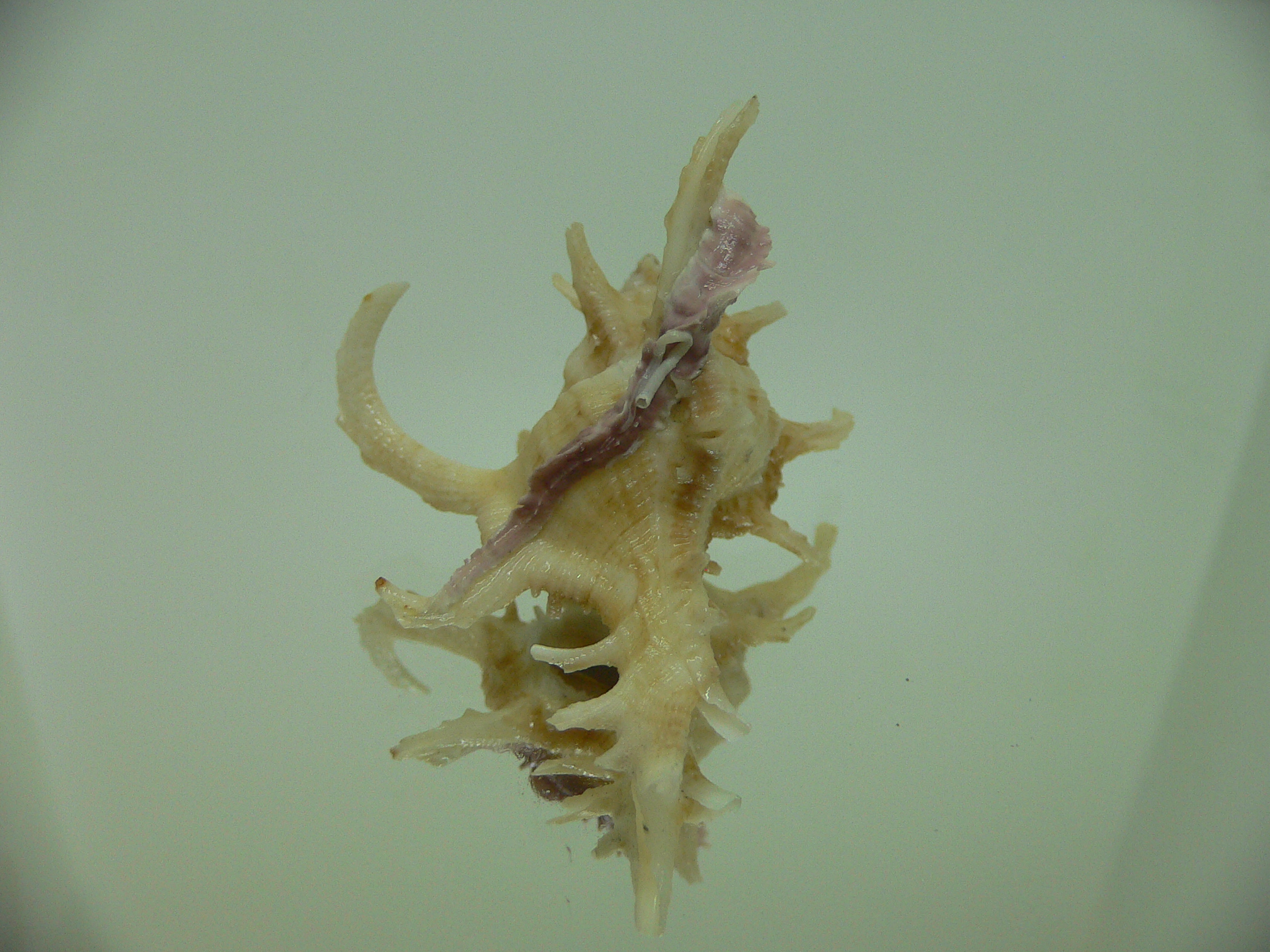 Chicoreus axicornis