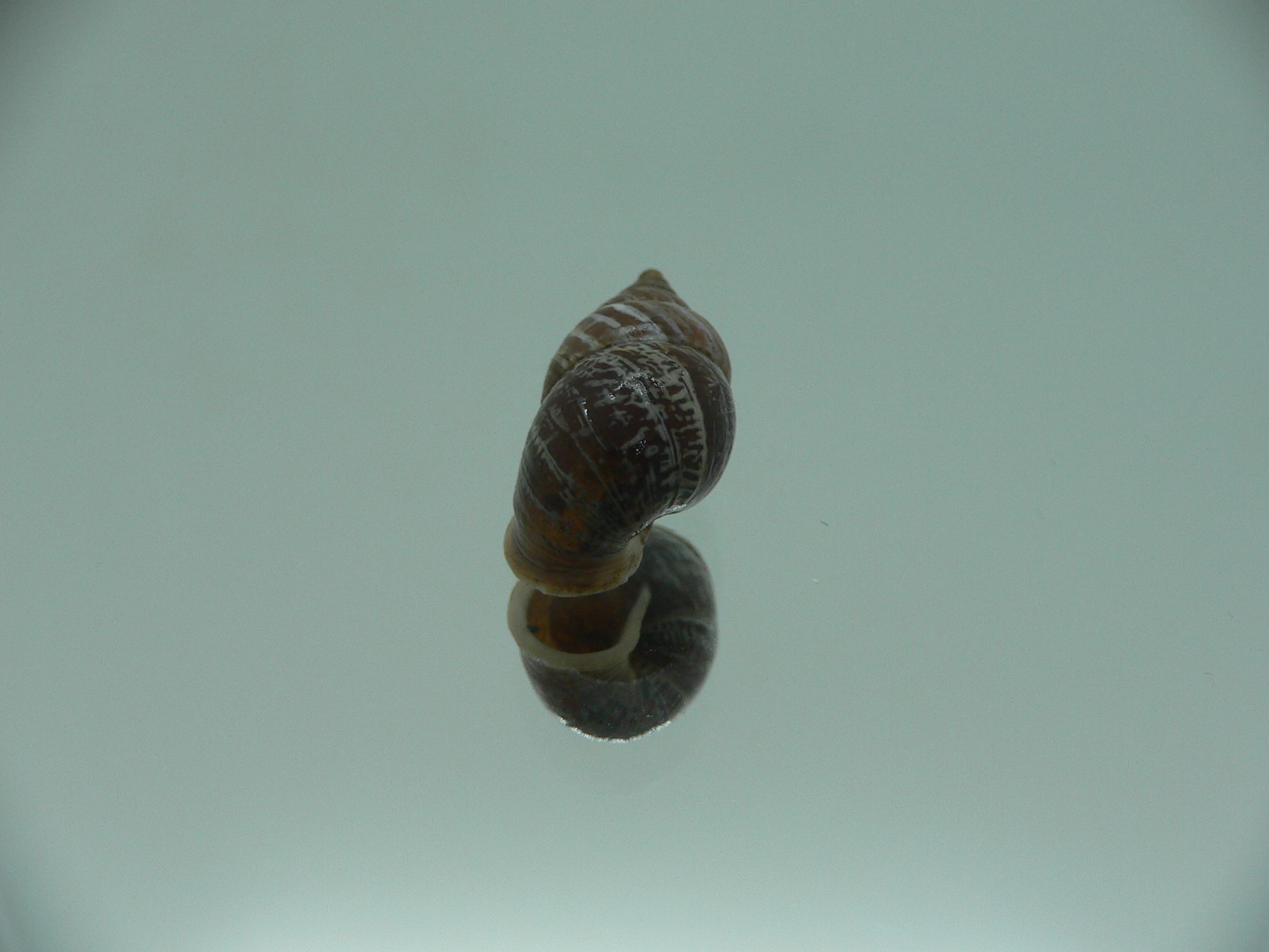 Pupinidius obrutschewi contractus ENDEMIC